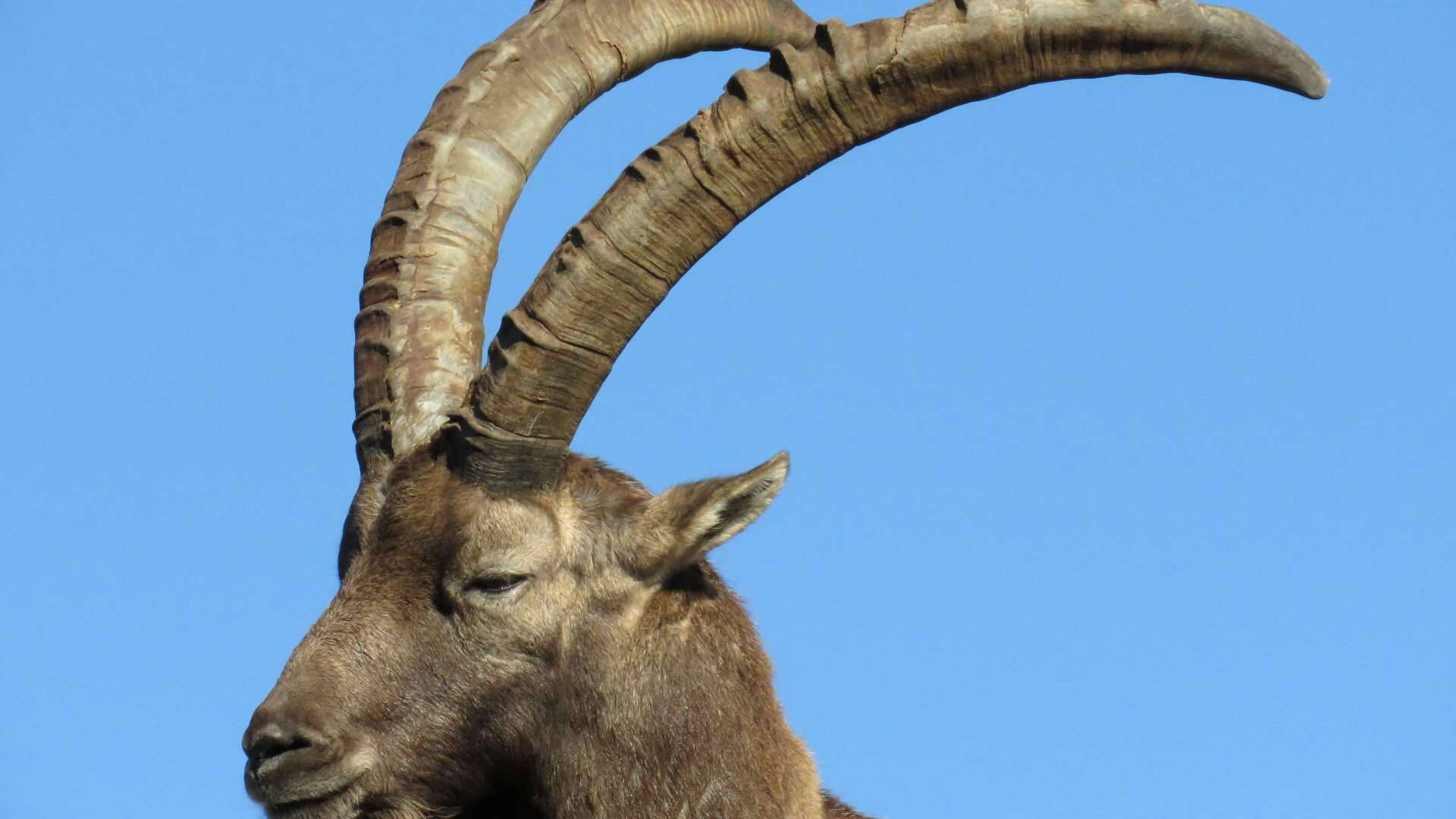 Goat With Long Horns Background