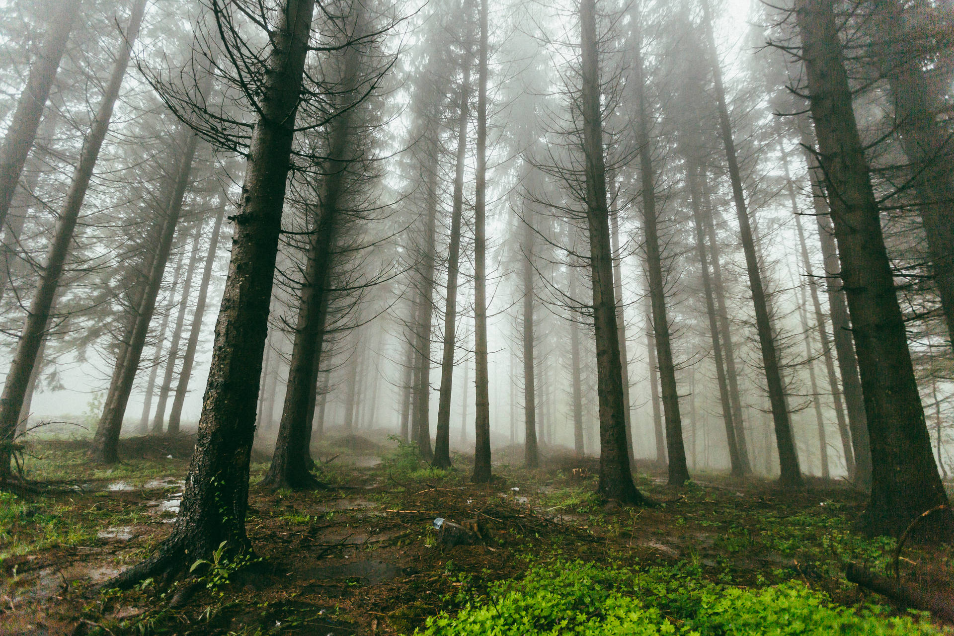 Goč, Serbia Forest Background