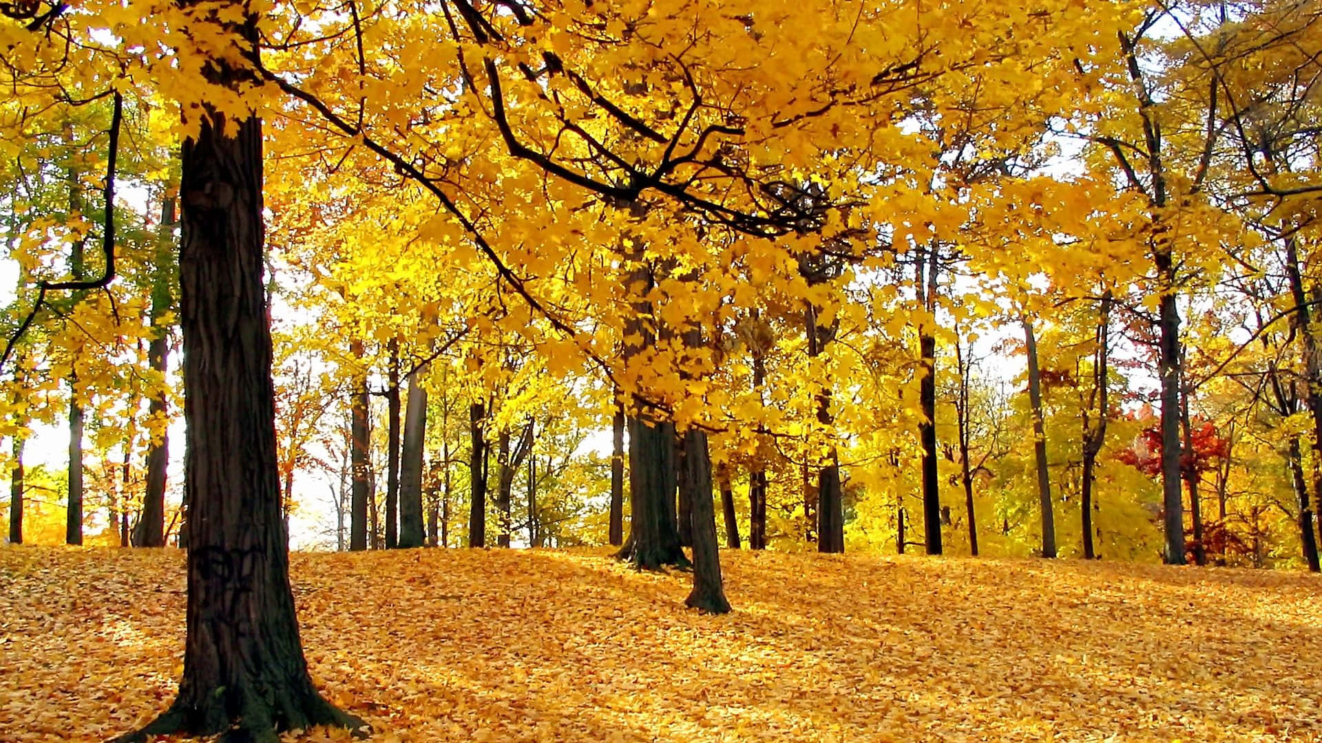 Gold Autumn Maple Trees Photograph