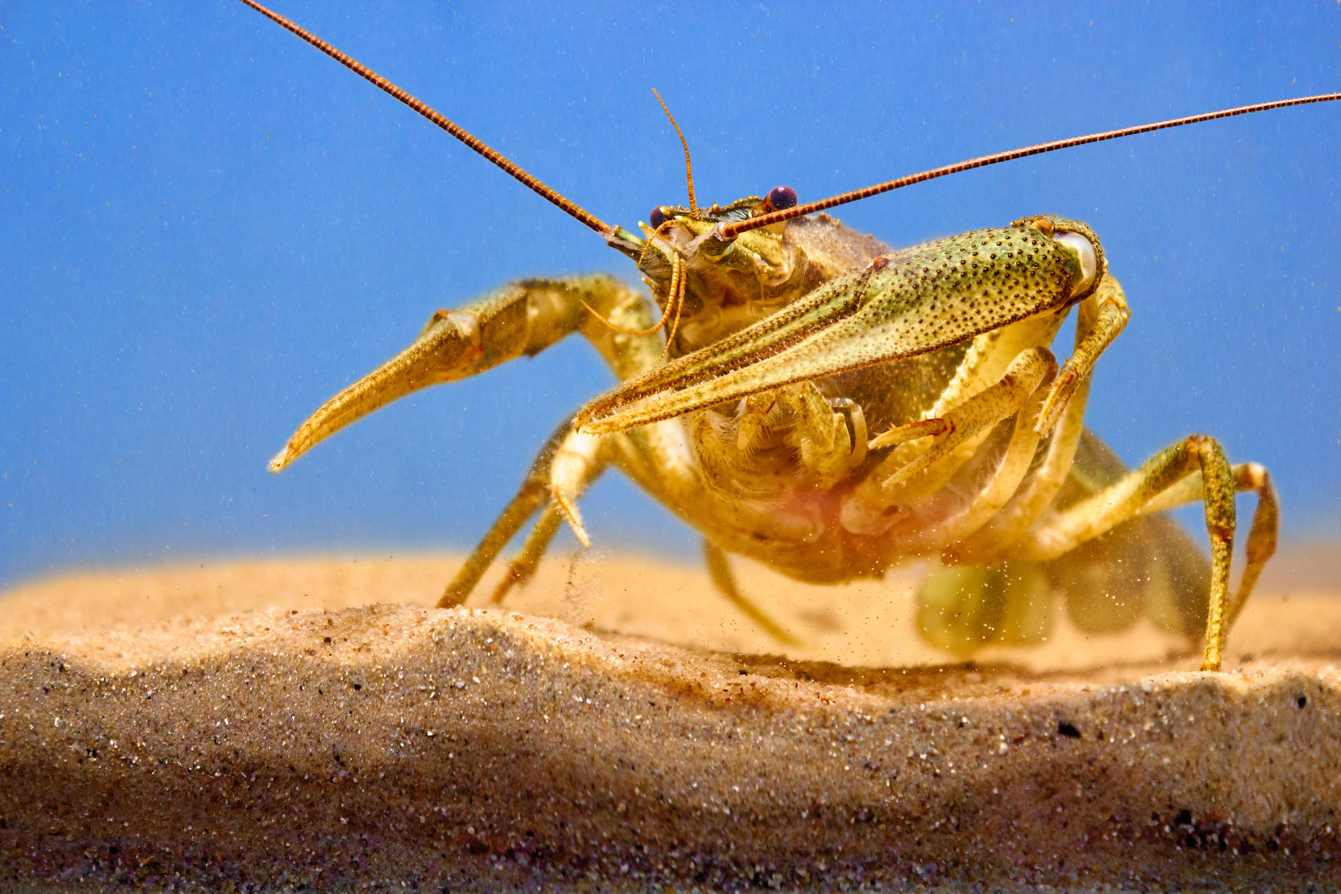 Gold Crayfish In Sand