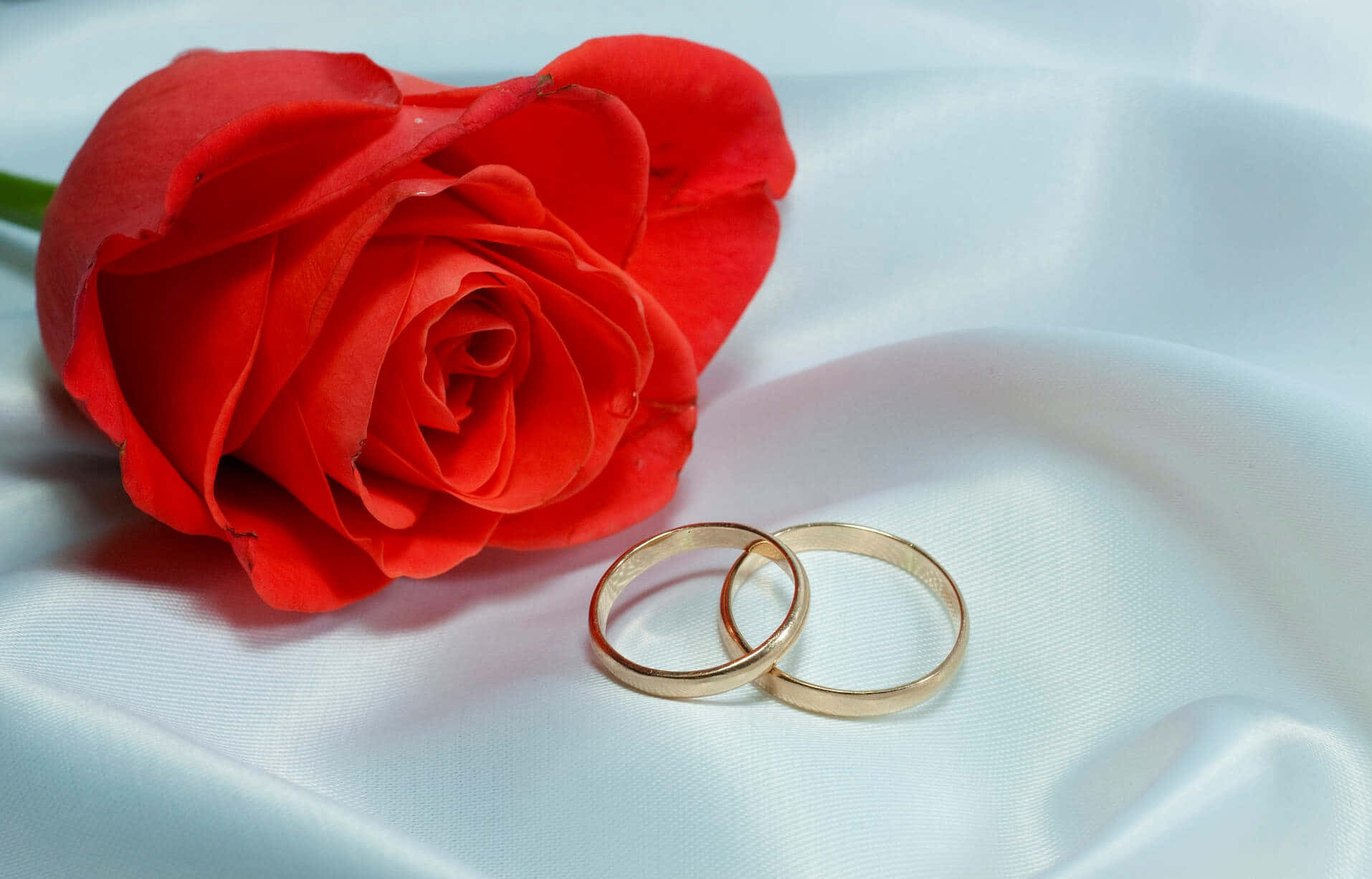 Gold Engagement Couple Rings Red Rose Background