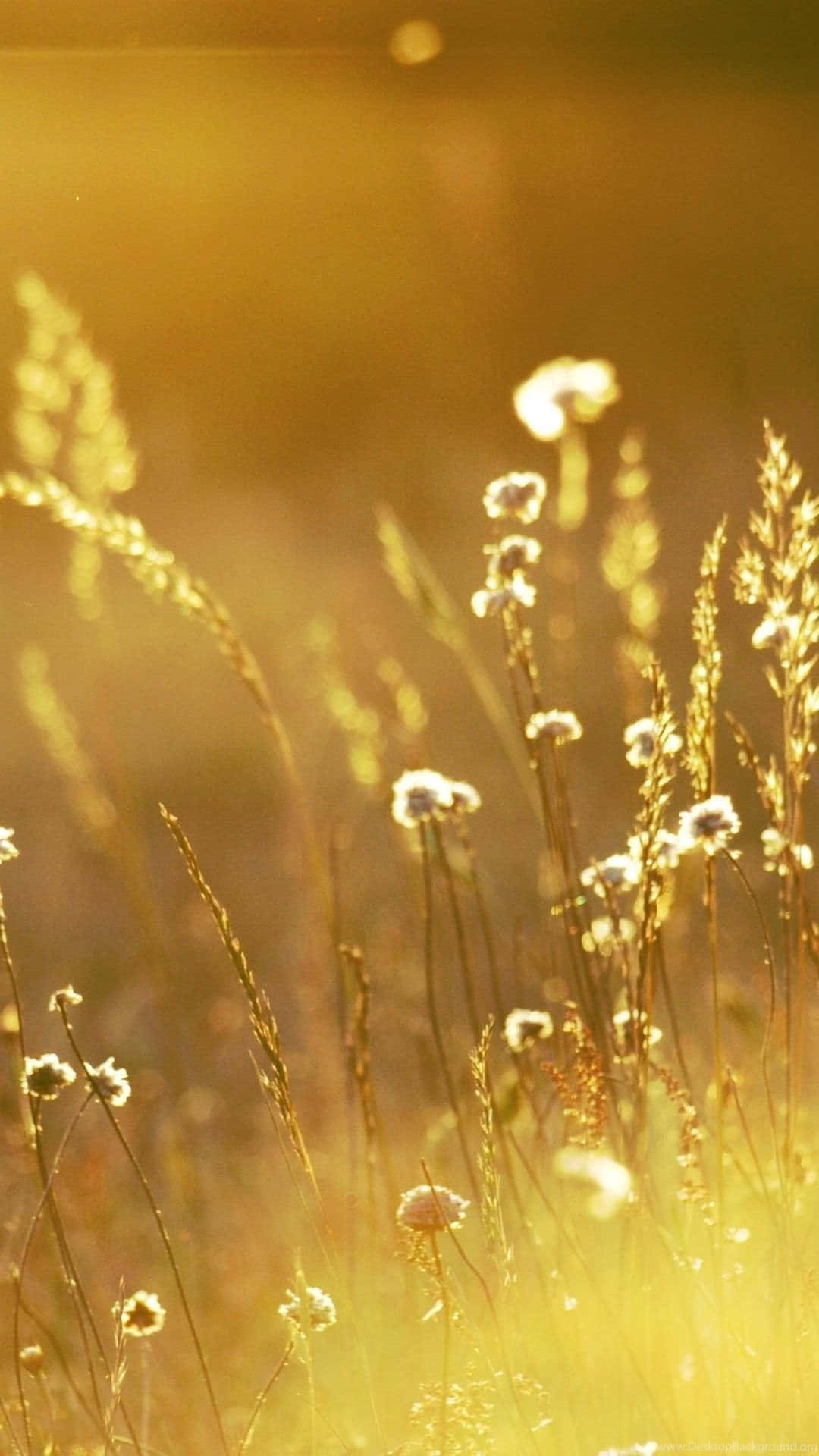 Gold Iphone Wild Grass And Flowers Background