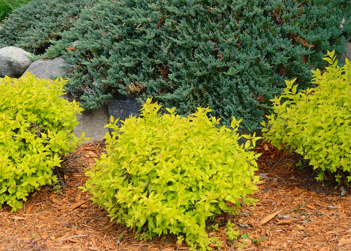 Gold Mound Spirea Landscape Shrubs Background