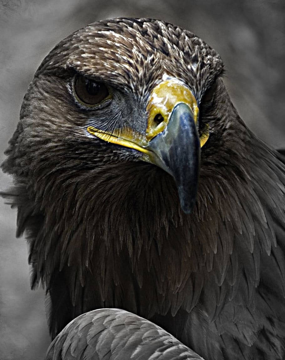 Golden Aguila Dark Brown Feathers Portrait Background