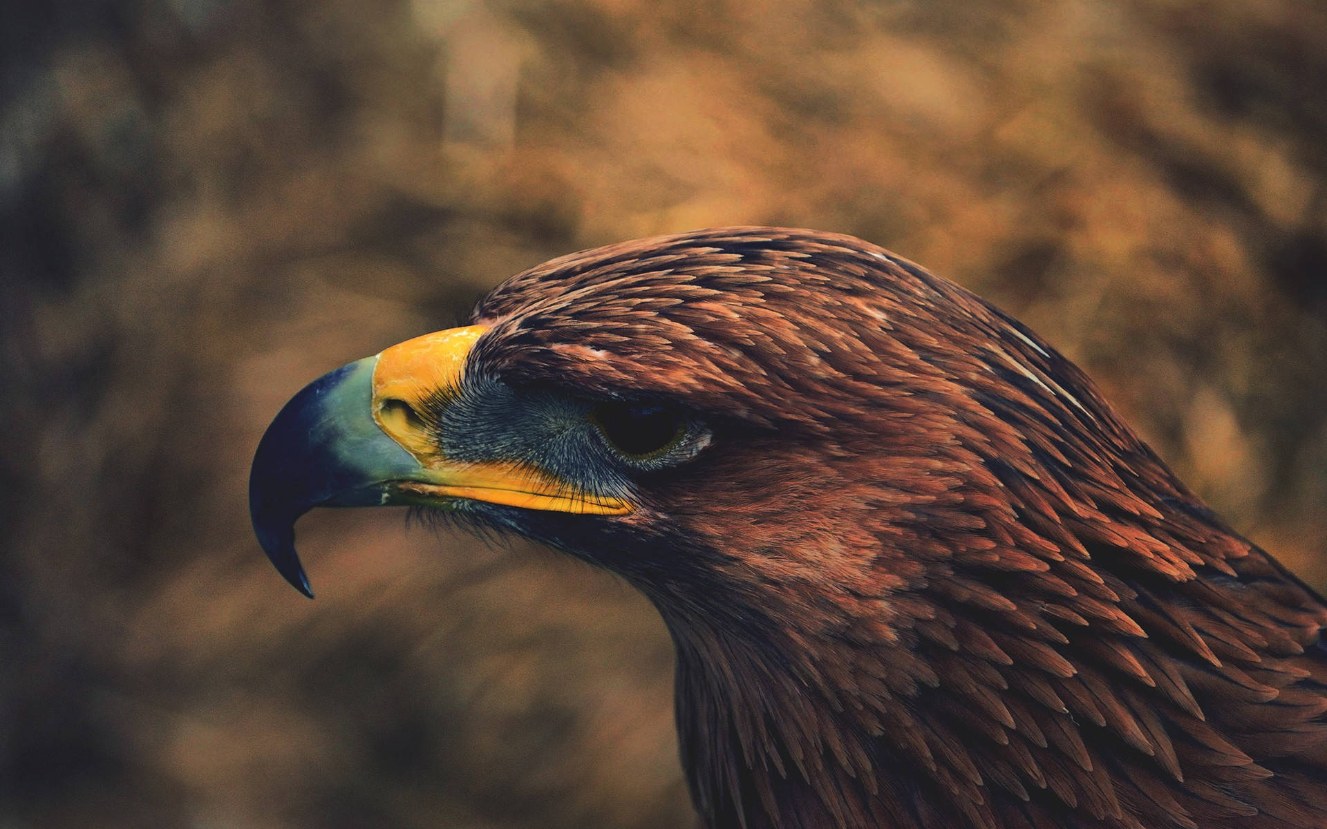 Golden Aguila Head With Brown Feathers Background