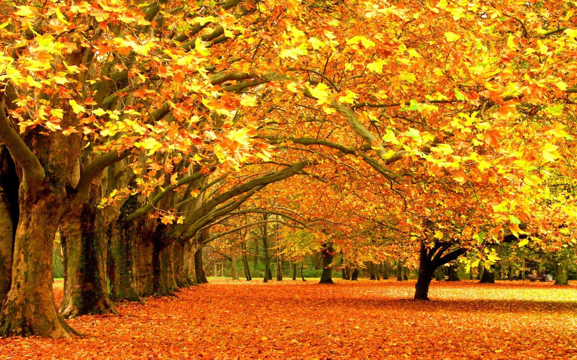Golden Autumn Maple Trees Wide Shot