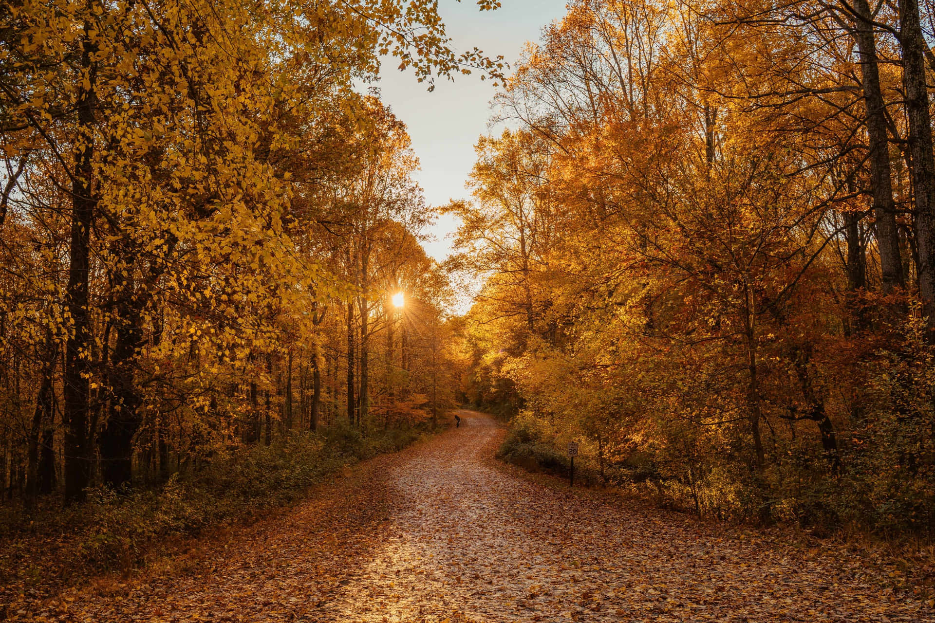 Golden Autumn Path.jpg Background