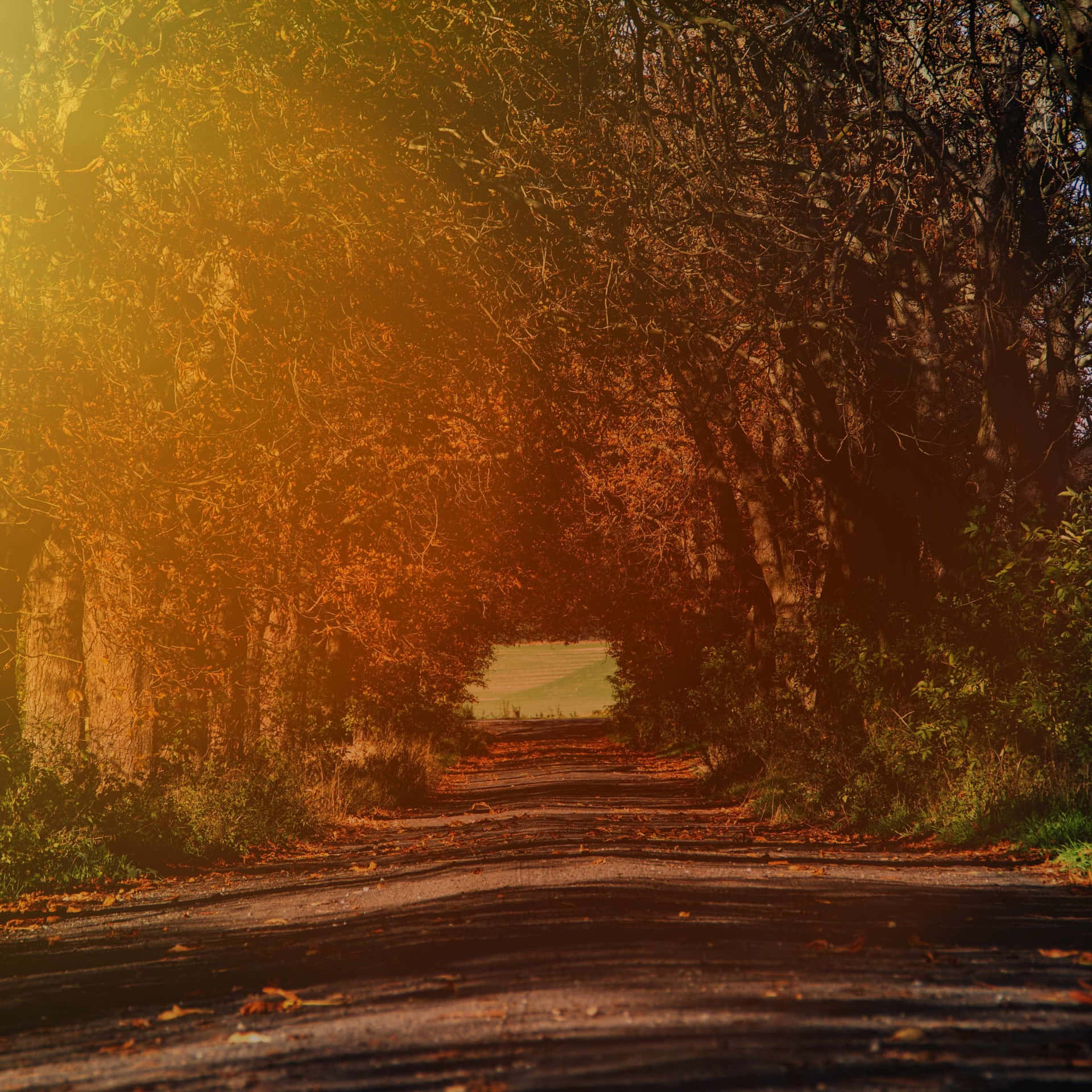 Golden Autumn Road Background