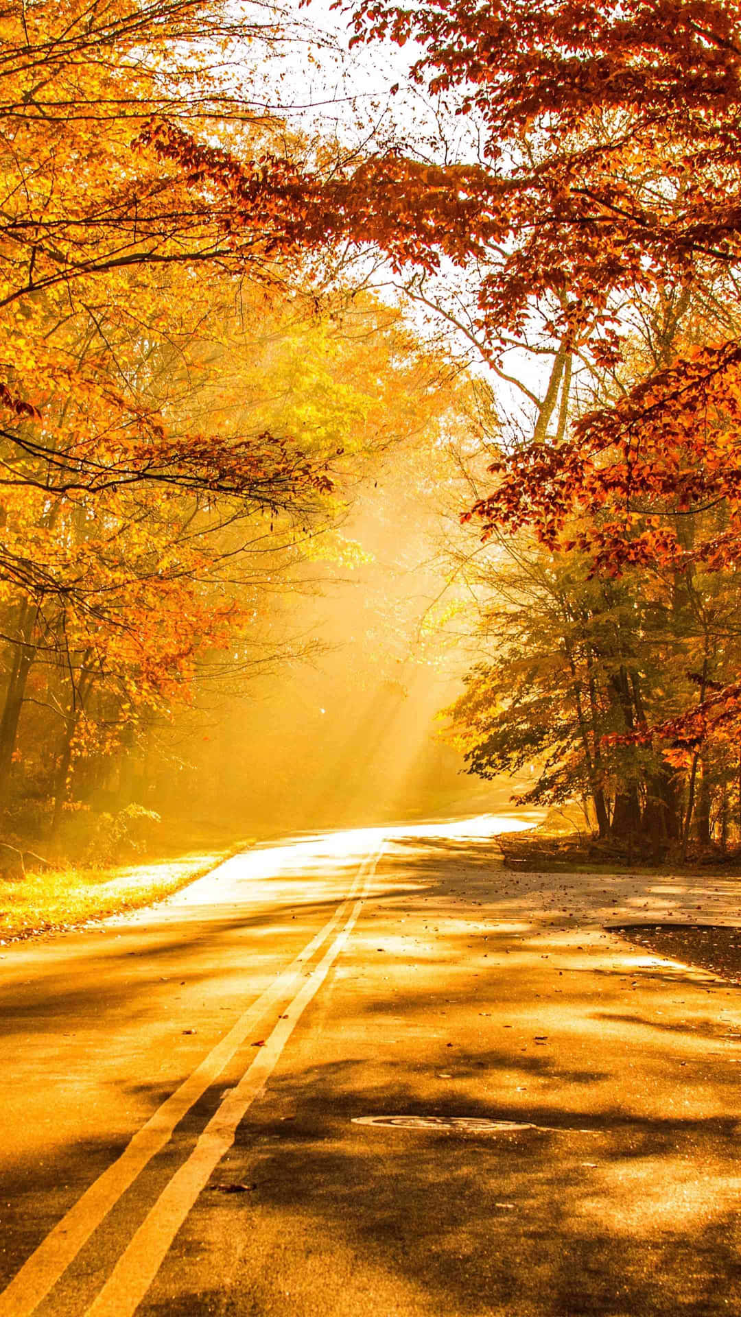 Golden Autumn Road.jpg Background