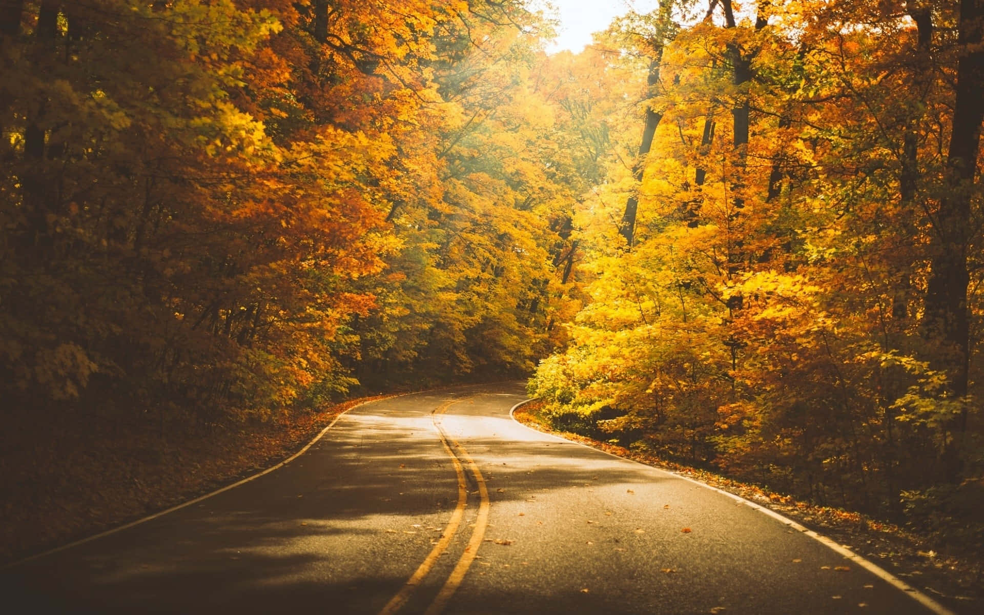 Golden Autumn Roadway Background