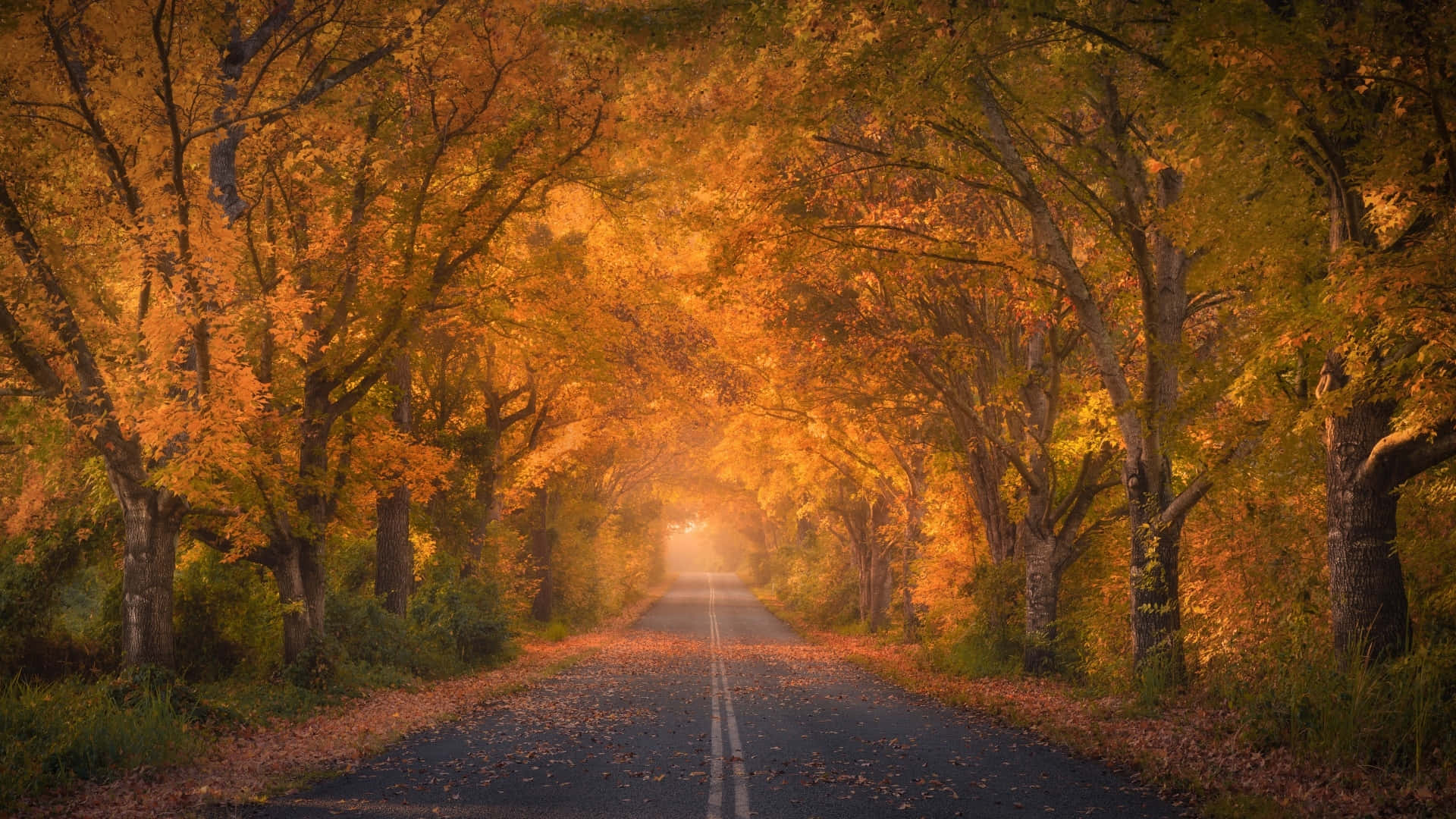 Golden Autumn Roadway Background