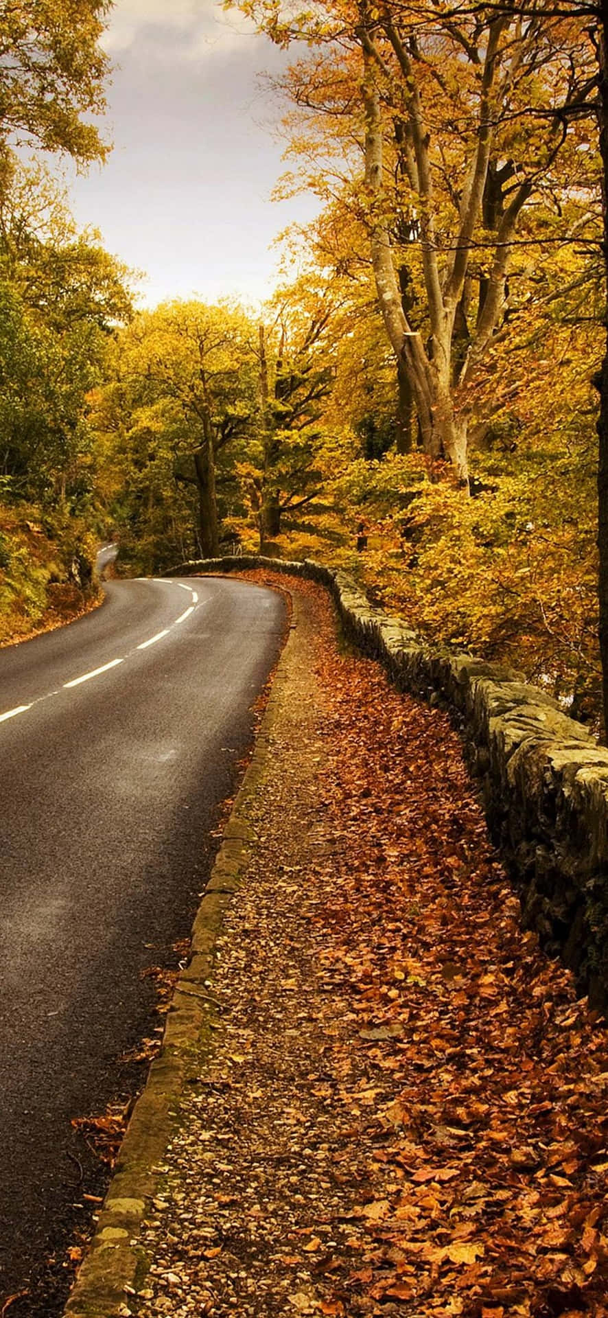 Golden Autumn Roadway Background