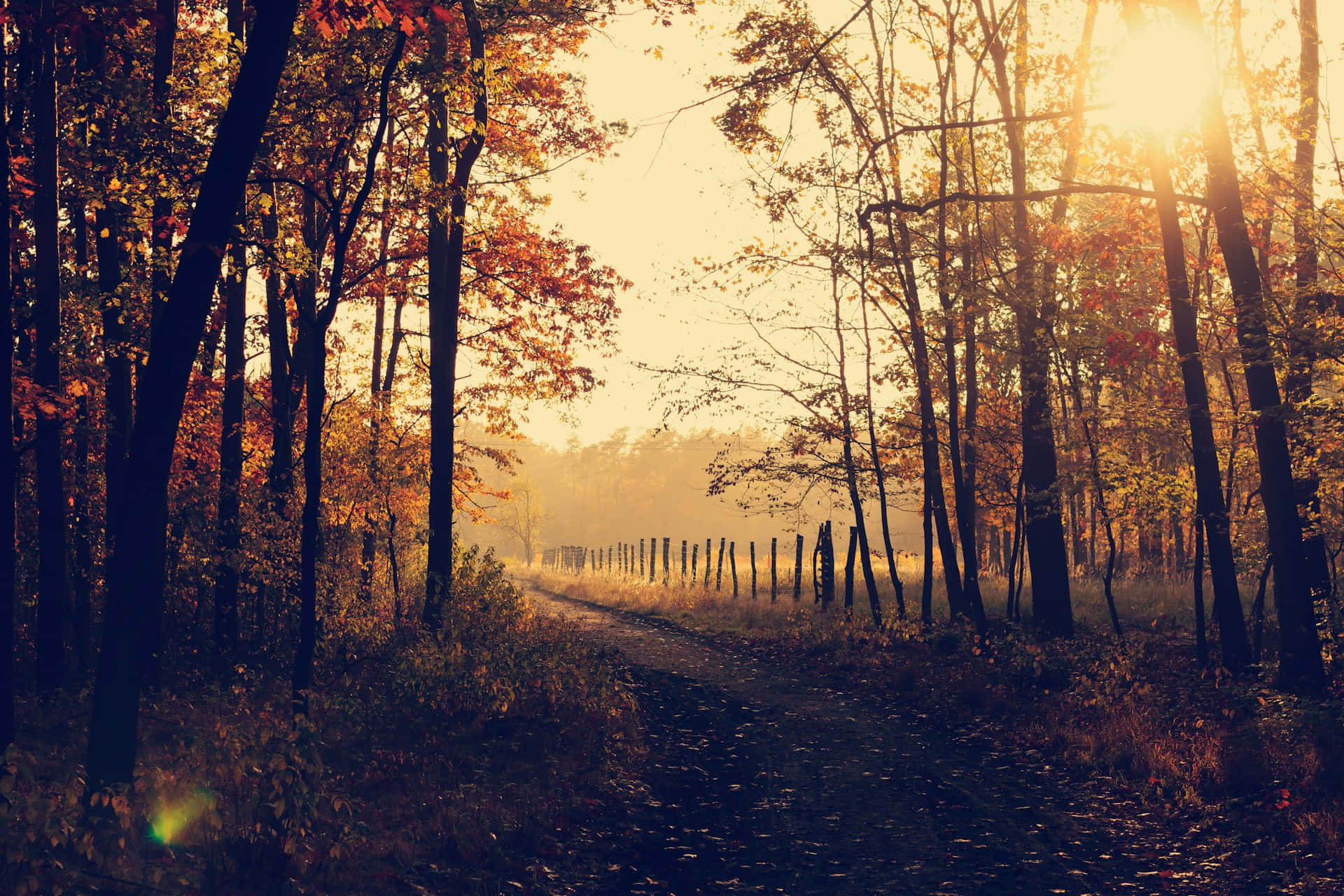 Golden Autumn Sunrise Forest Path.jpg Background