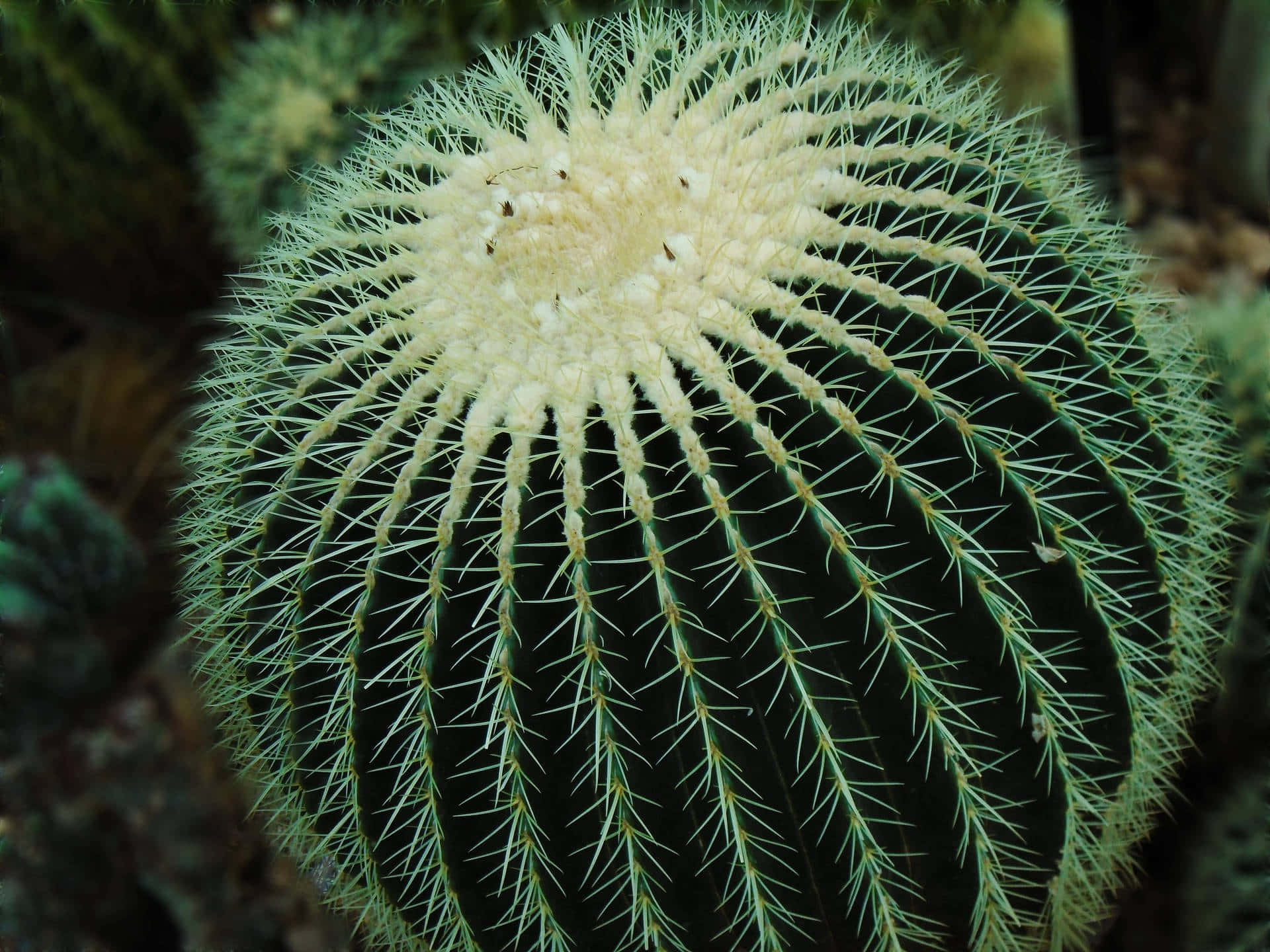Golden Barrel Cactus Closeup.jpg Background