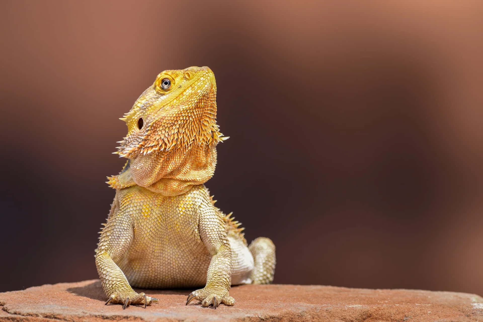 Golden Bearded Dragon Portrait