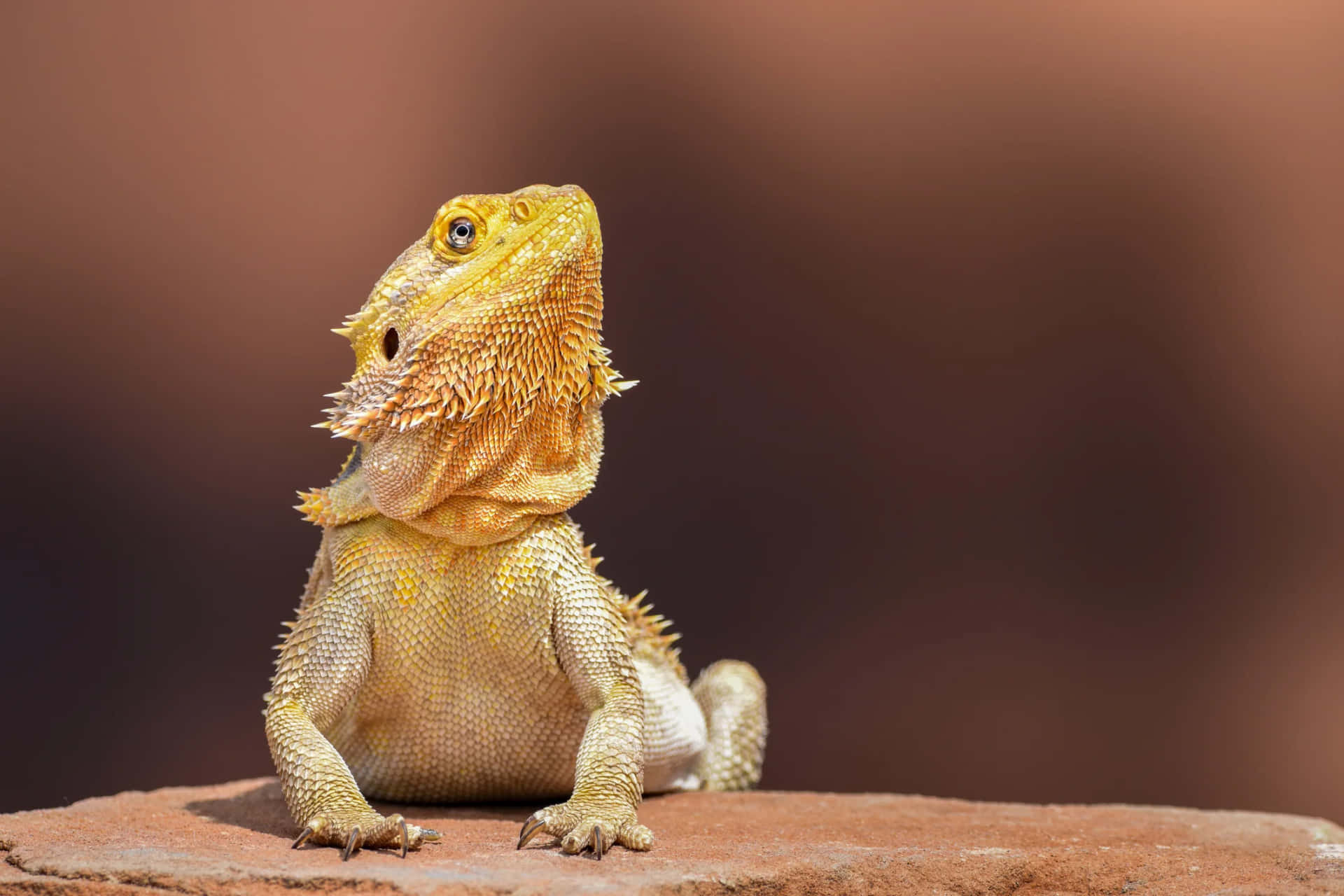 Golden Bearded Dragon Portrait Background