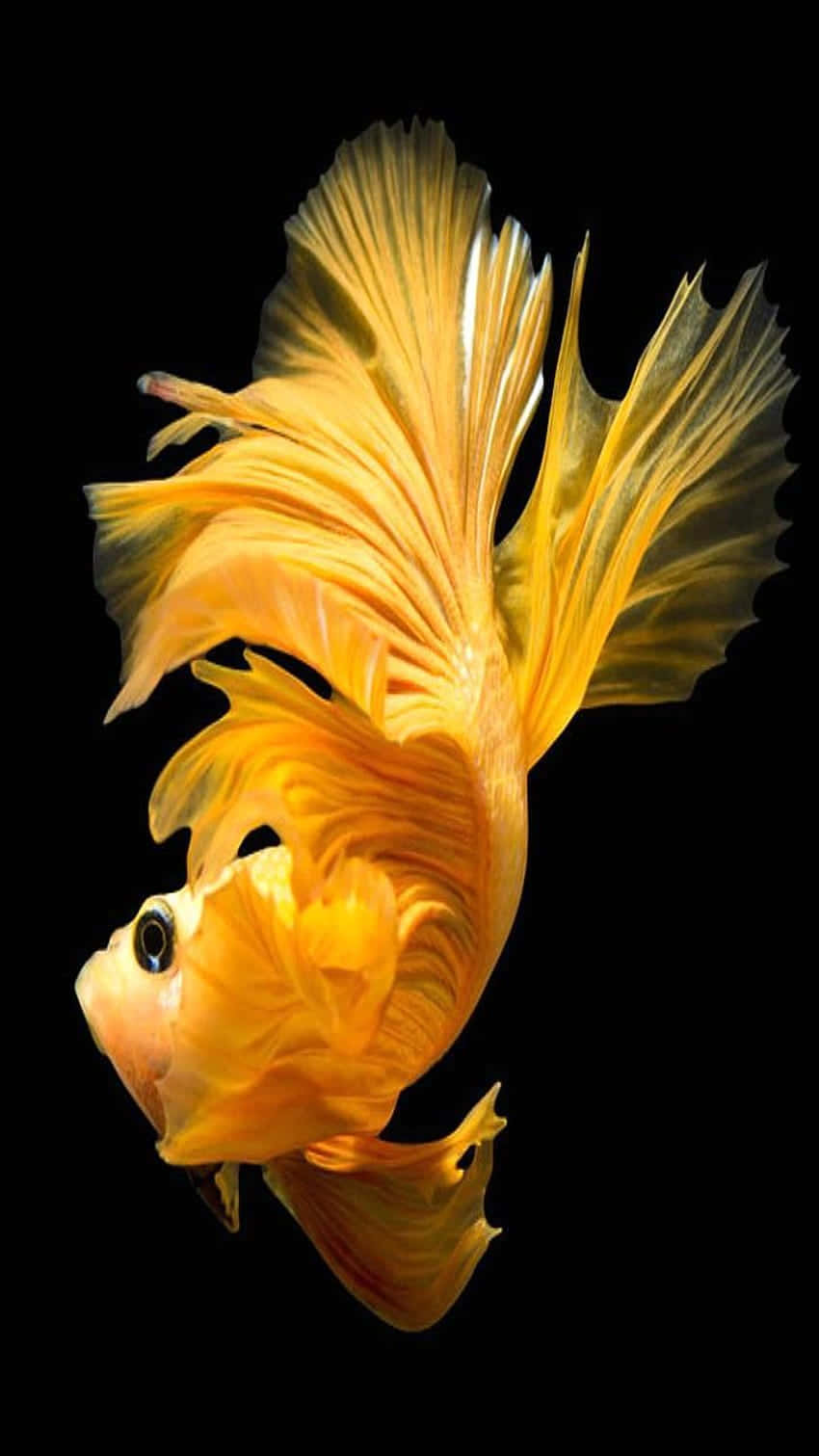 Golden Betta Splendens Elegance Background