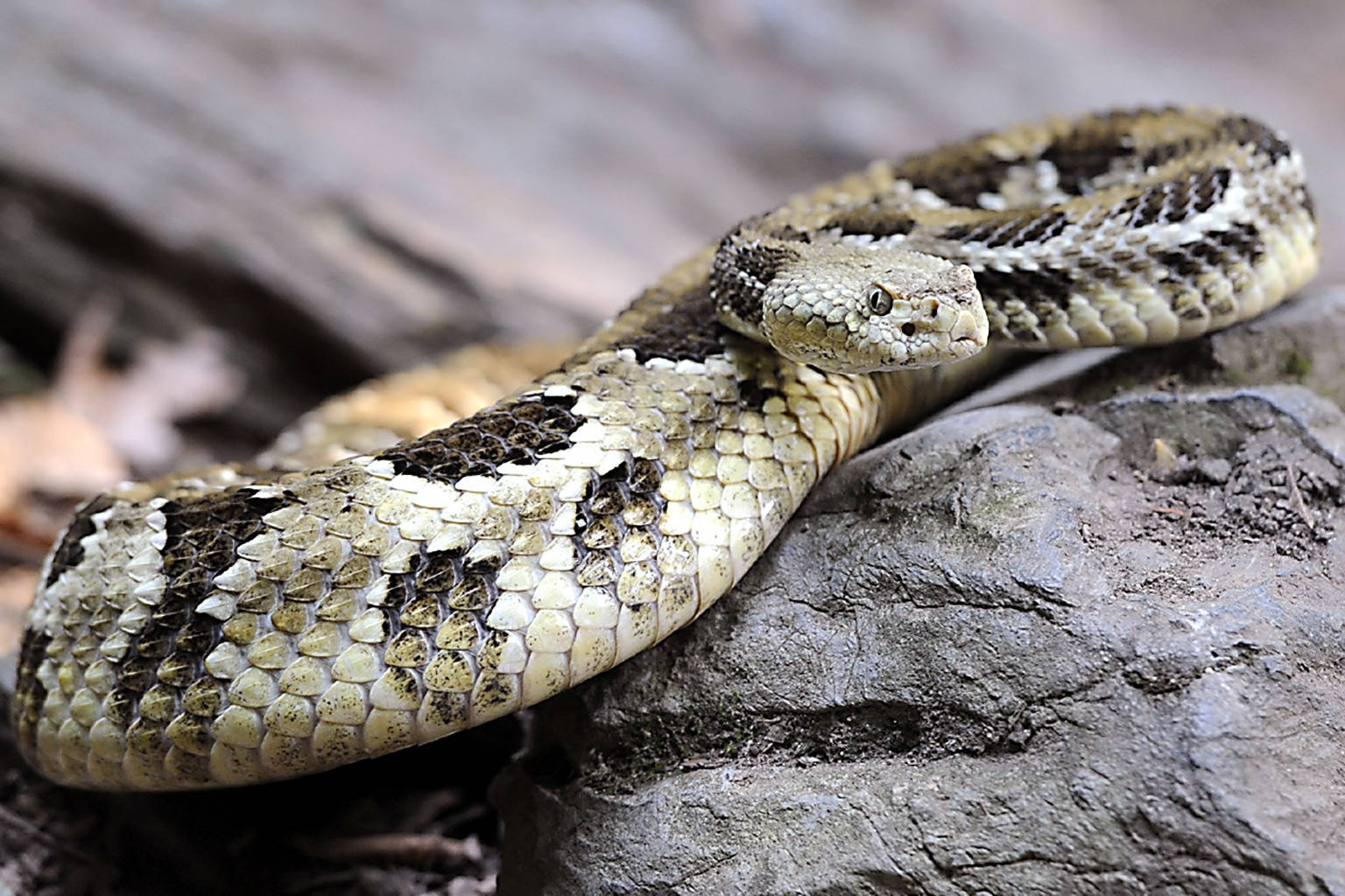 Golden Black Timber Rattler Snake Background