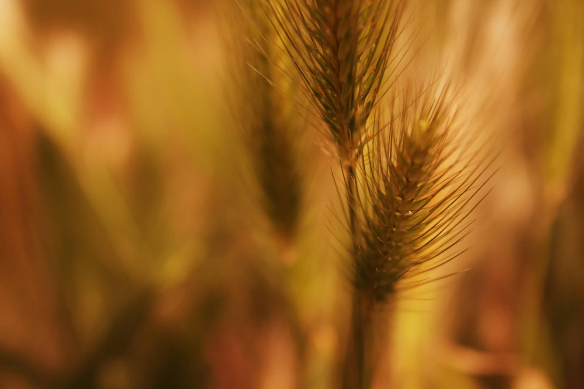 Golden Bliss In Agriculture Background