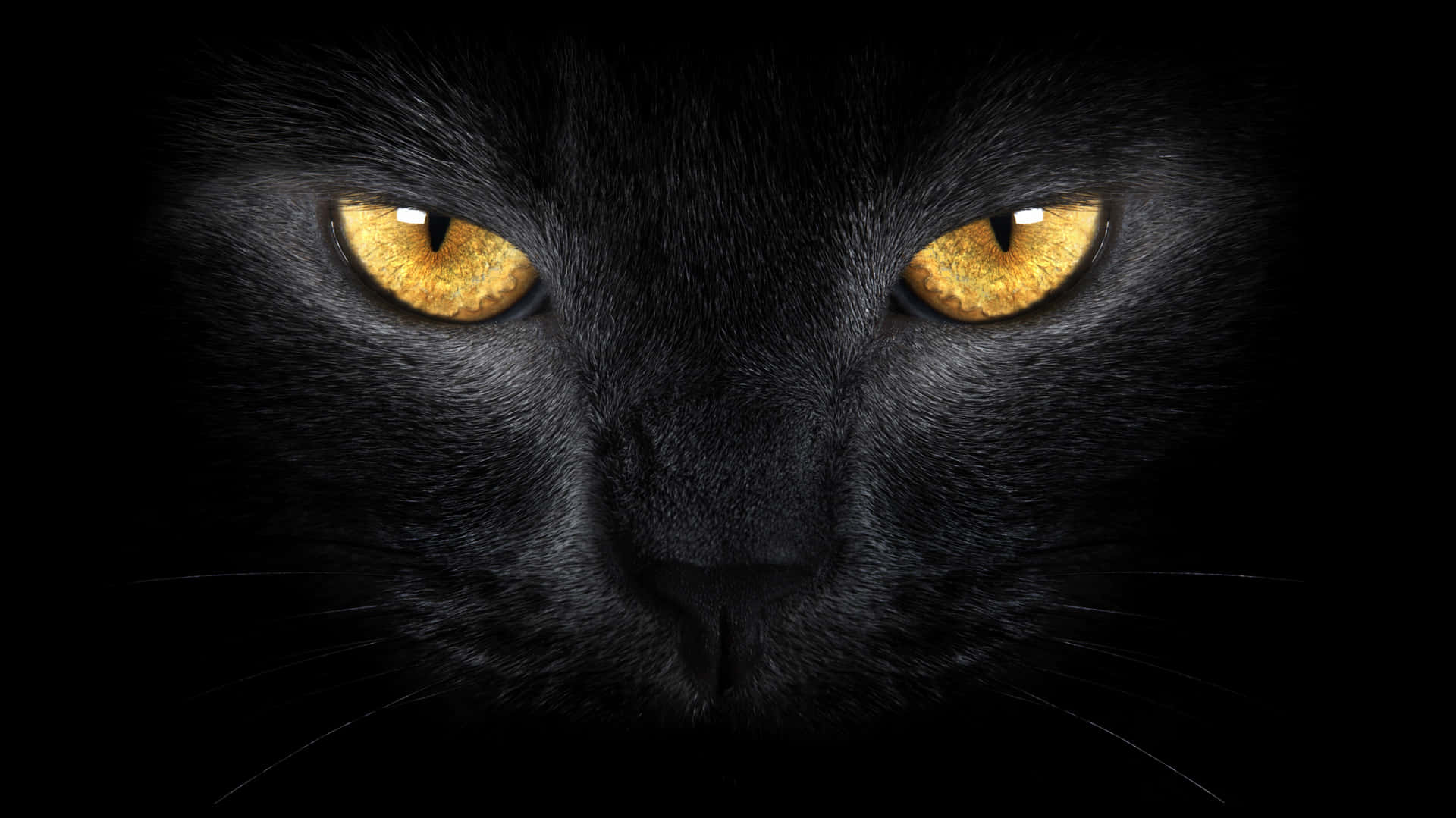 Golden Cat Eyes Black