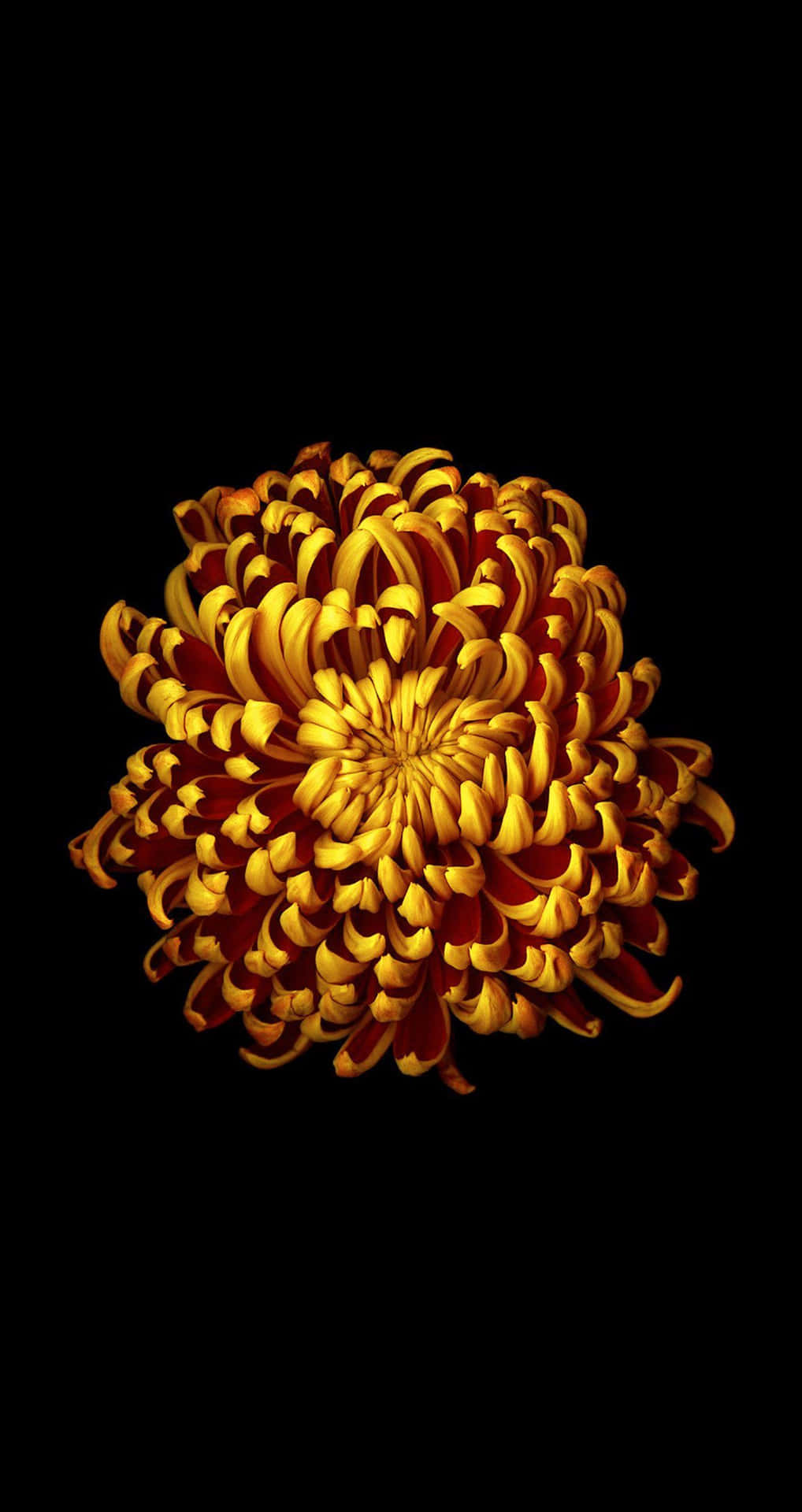 Golden Chrysanthemum Dark Backgroundi Phone Wallpaper