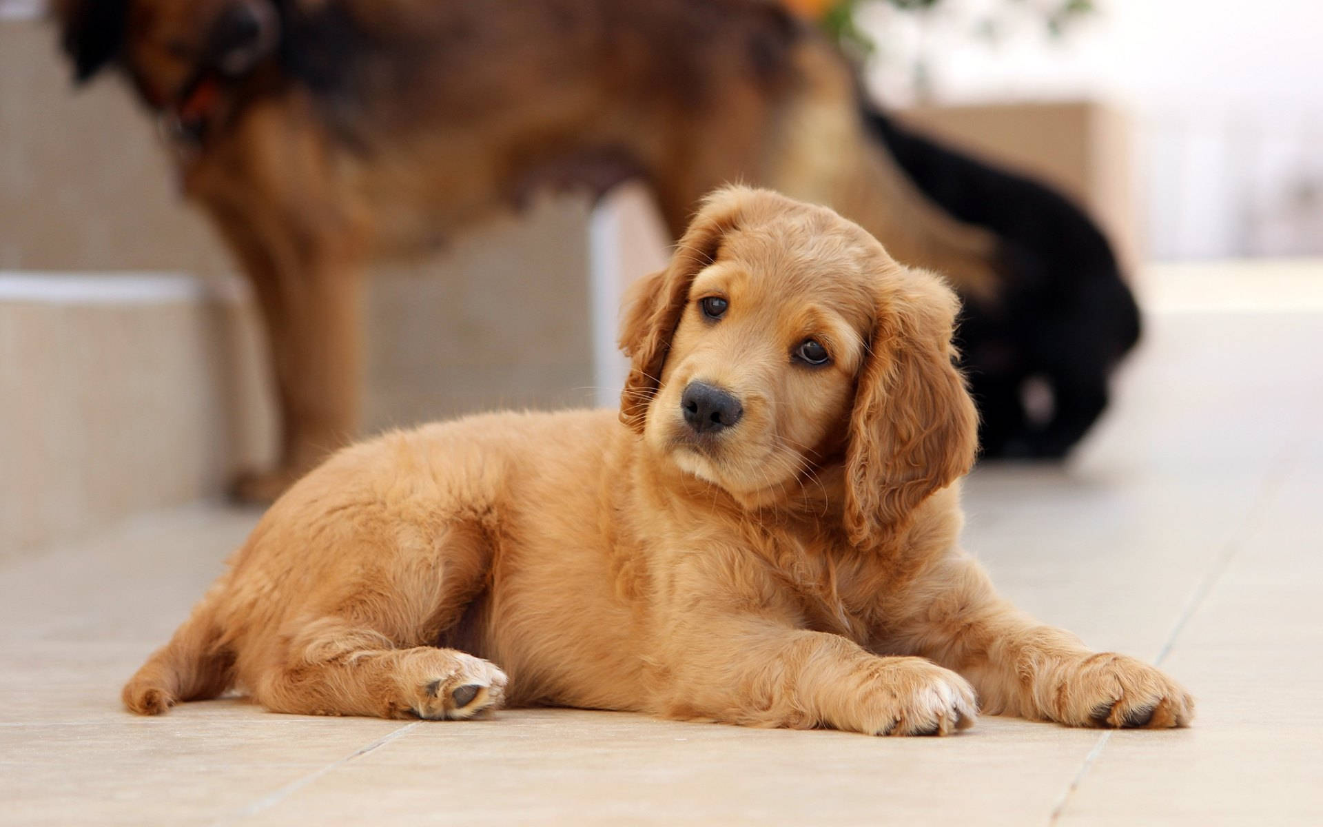 Golden Cute Puppy With Big Ears Background