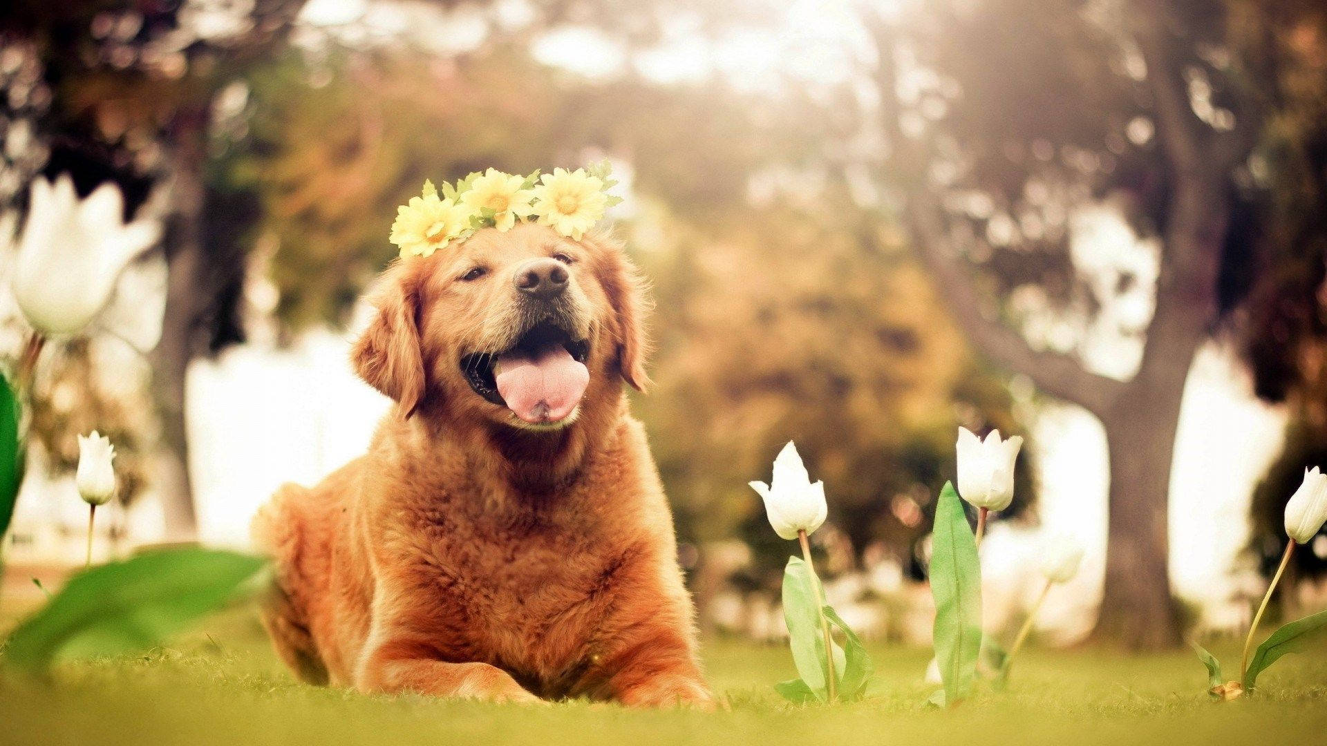 Golden Dog With Yellow Flower Crown Background