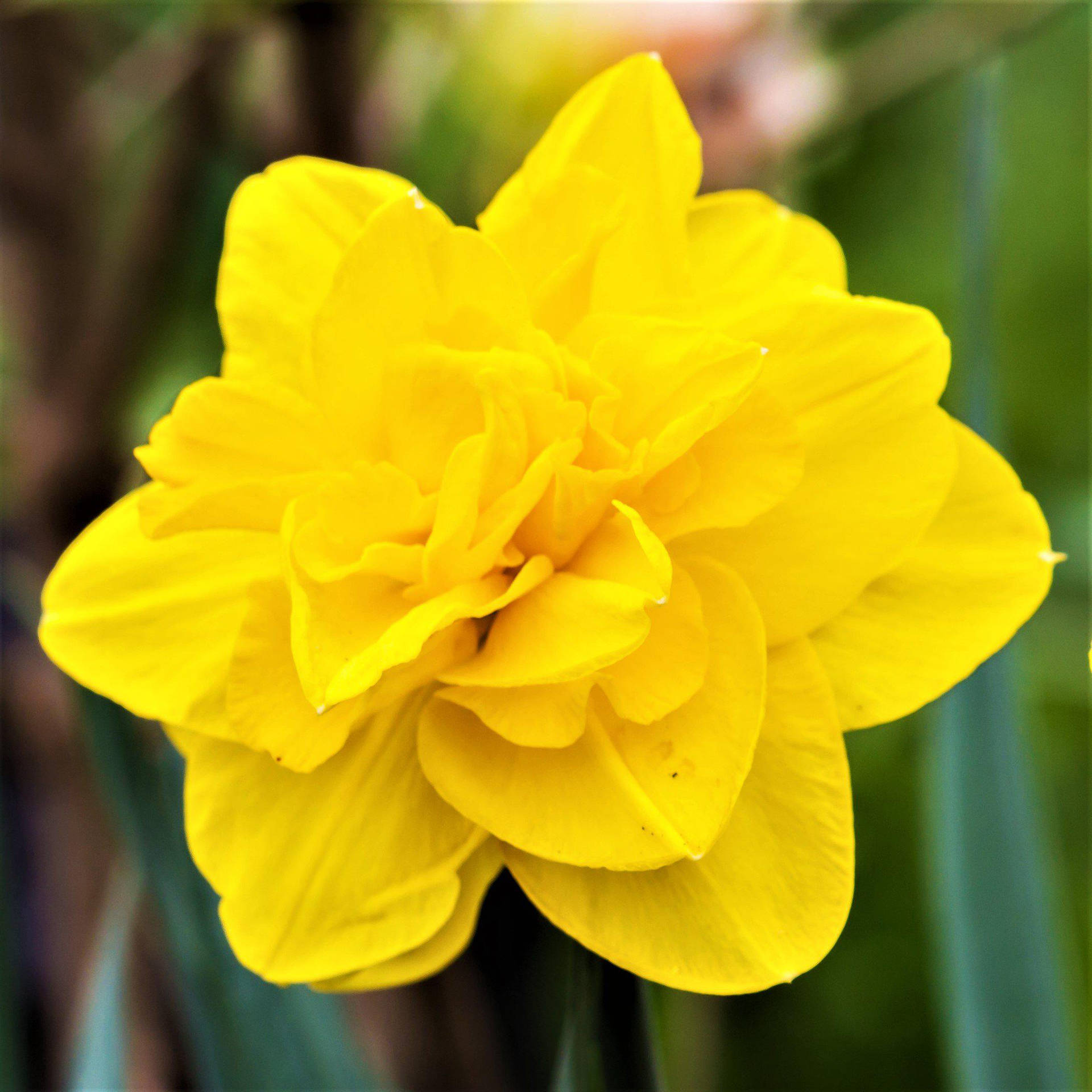 Golden Ducat Narcissus Flower In Full Bloom Background