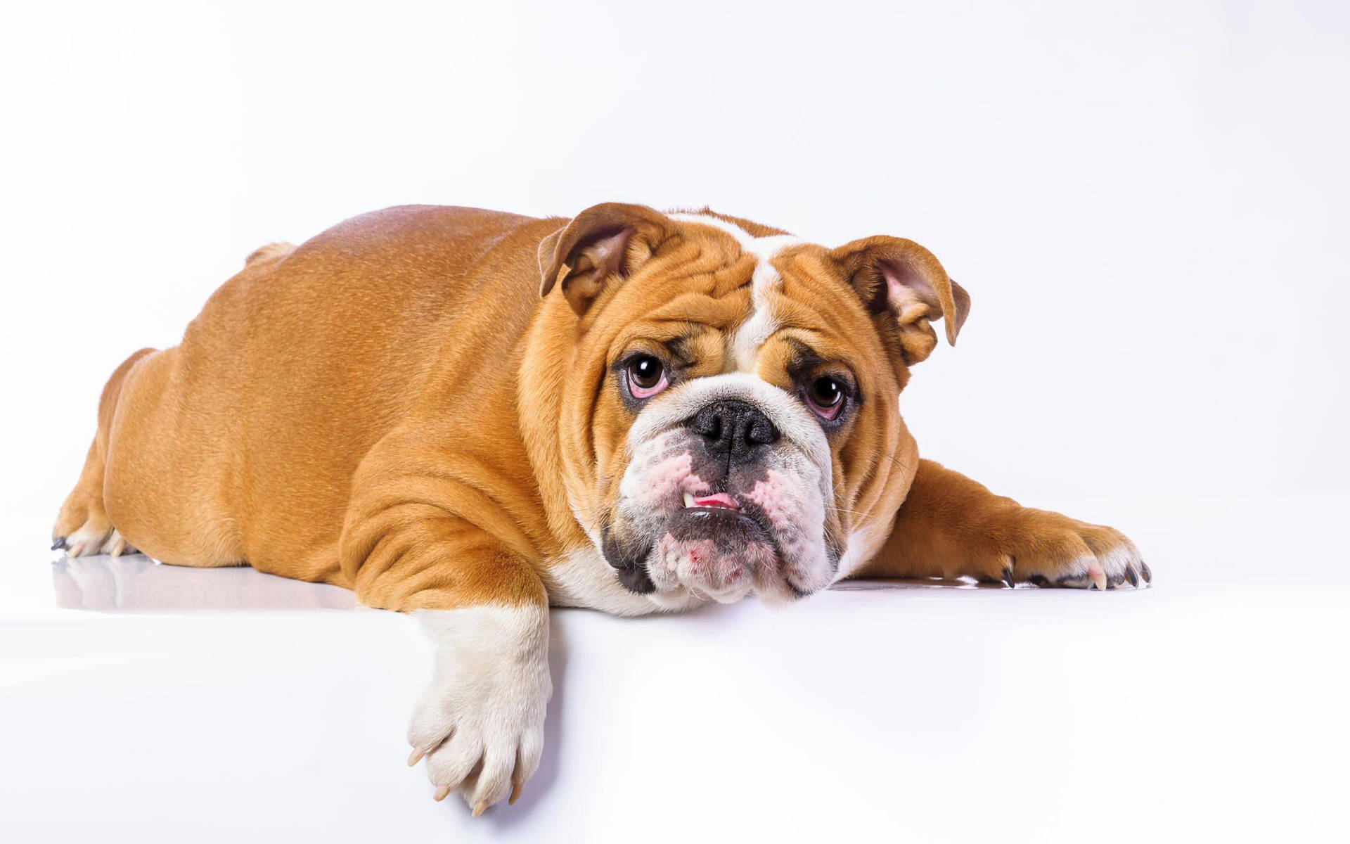 Golden English Bulldog