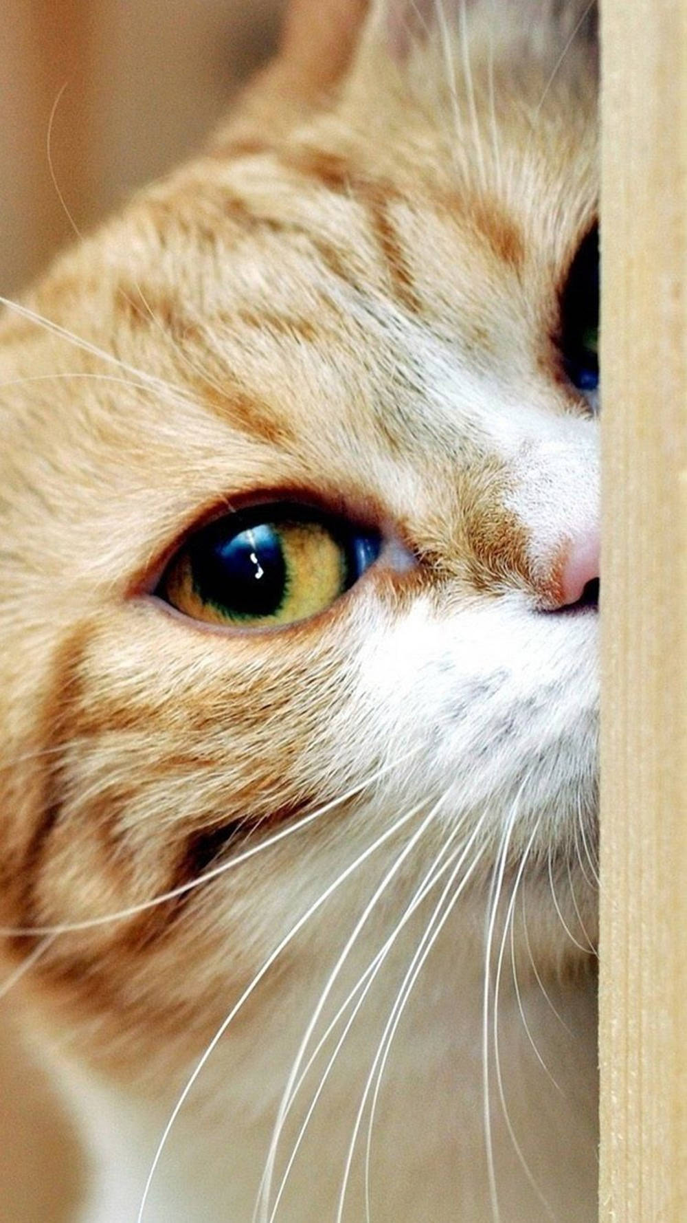 Golden Eyed Ginger Tabby Cat Iphone