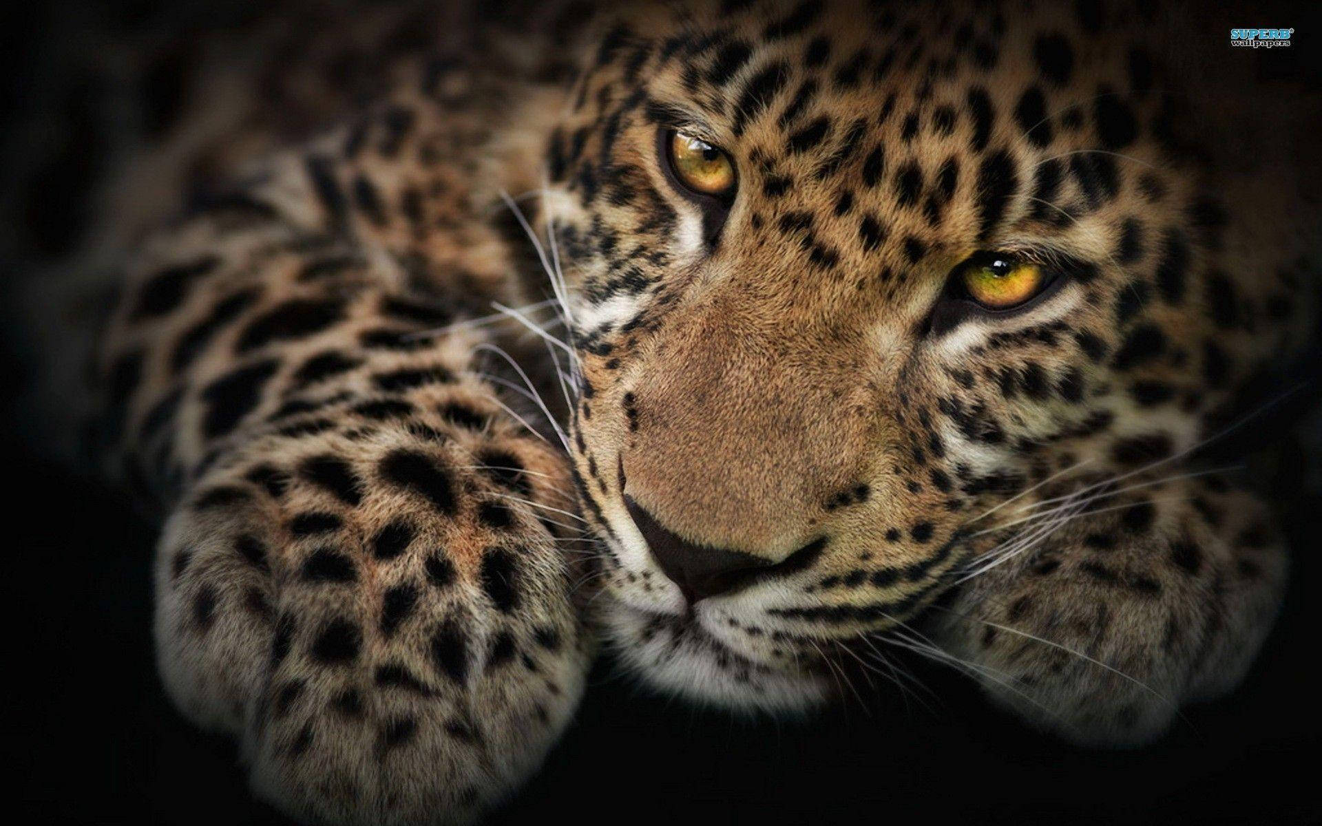 Golden-eyed Leopard Hd Background