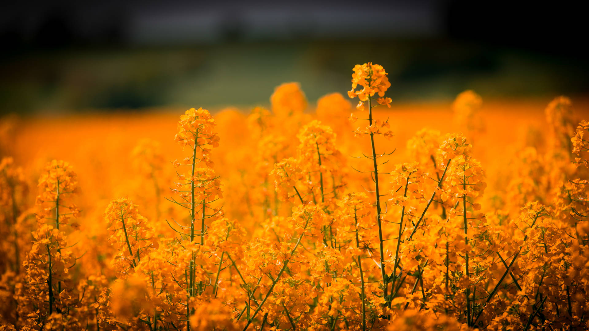 Golden Flowers Grass Field Background