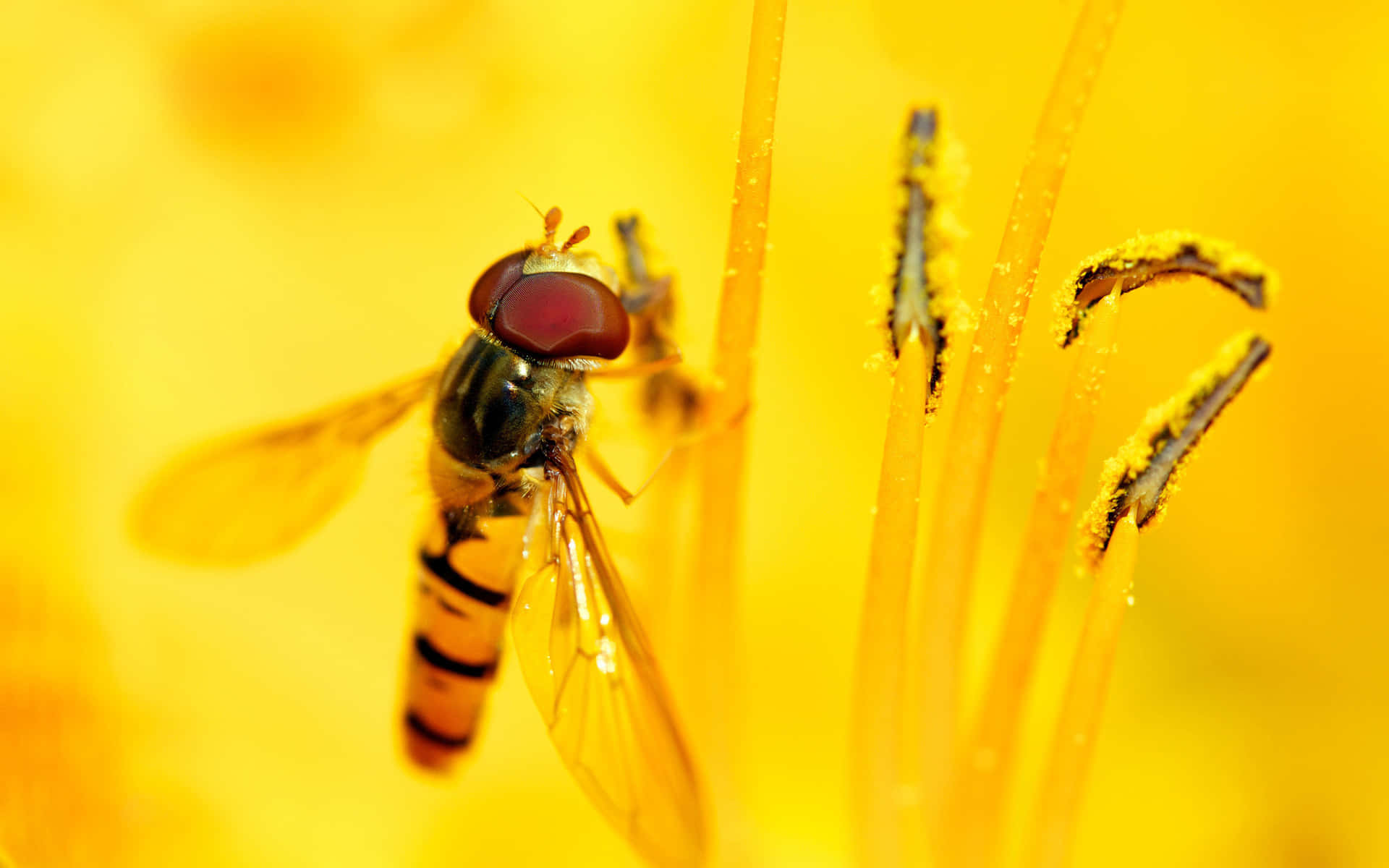 Golden Flying Insects Background