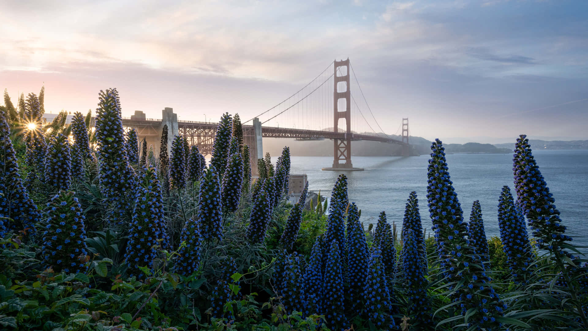 Golden Gate Bridge Sunrise Floral Foreground4 K Background