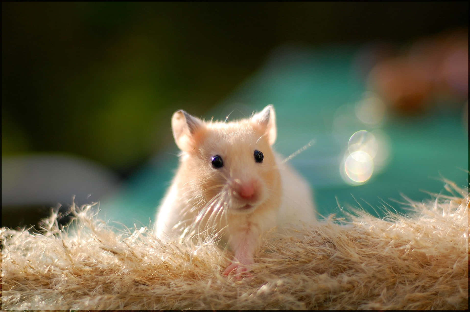 Golden Hamster Fur Bed Background