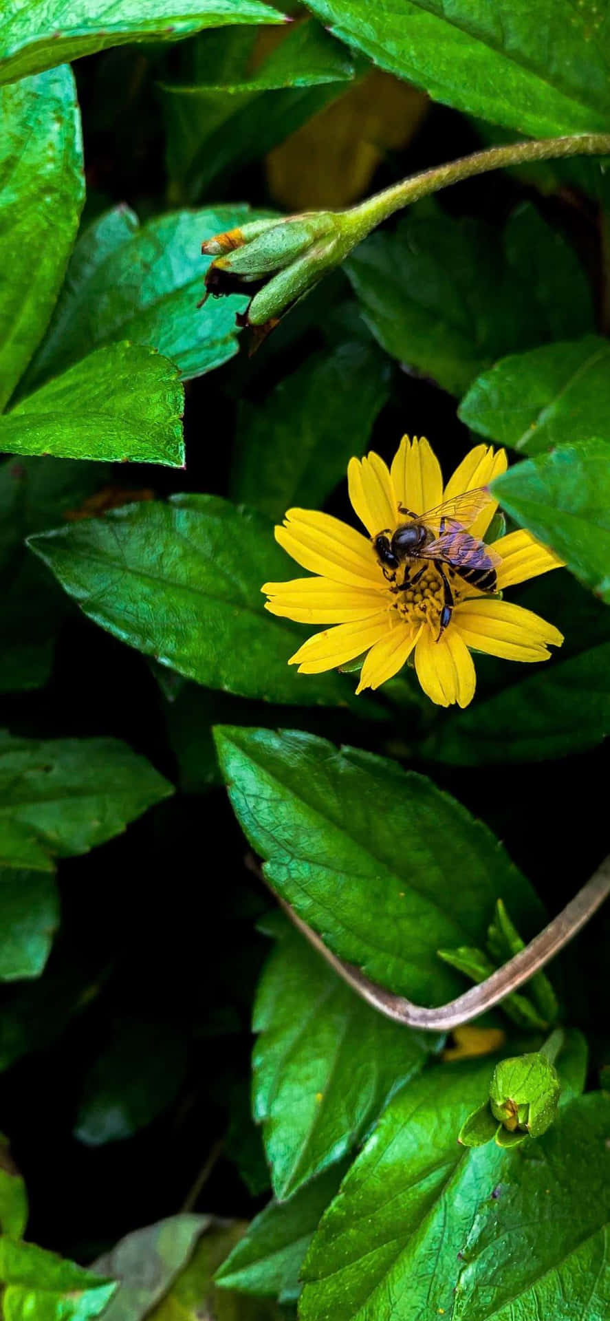Golden Honey Bee On A Sunlit Blossom For Iphone Wallpaper Background