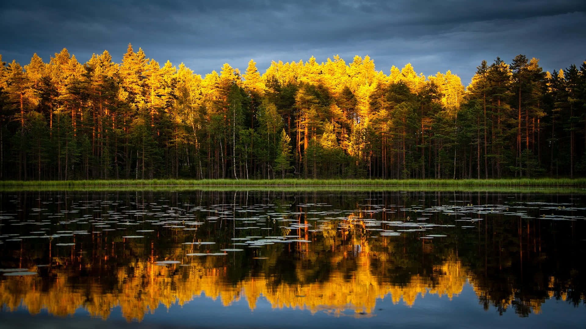 Golden Hour Forest Reflection.jpg