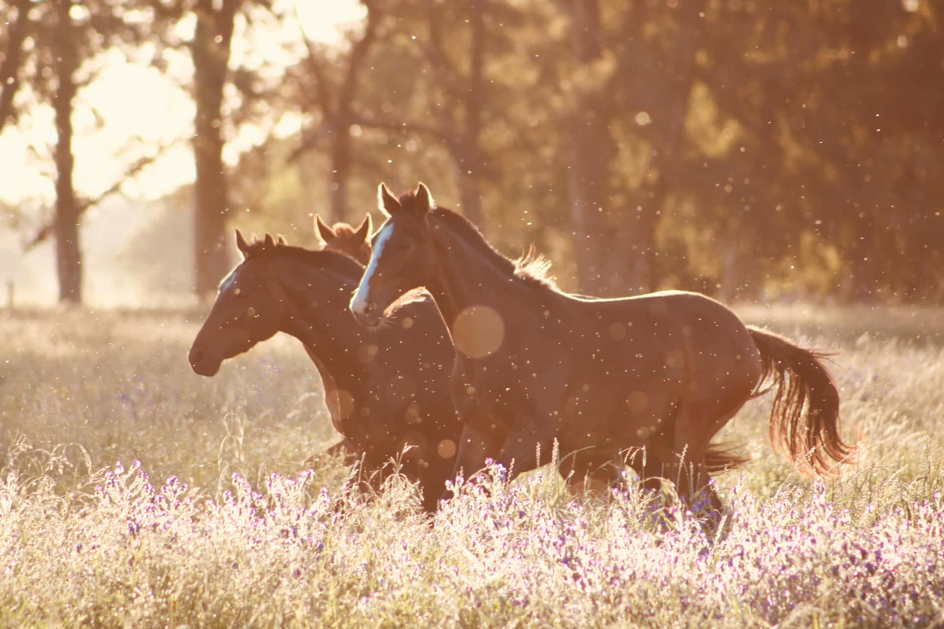 Golden Hour Horses Grazing Background
