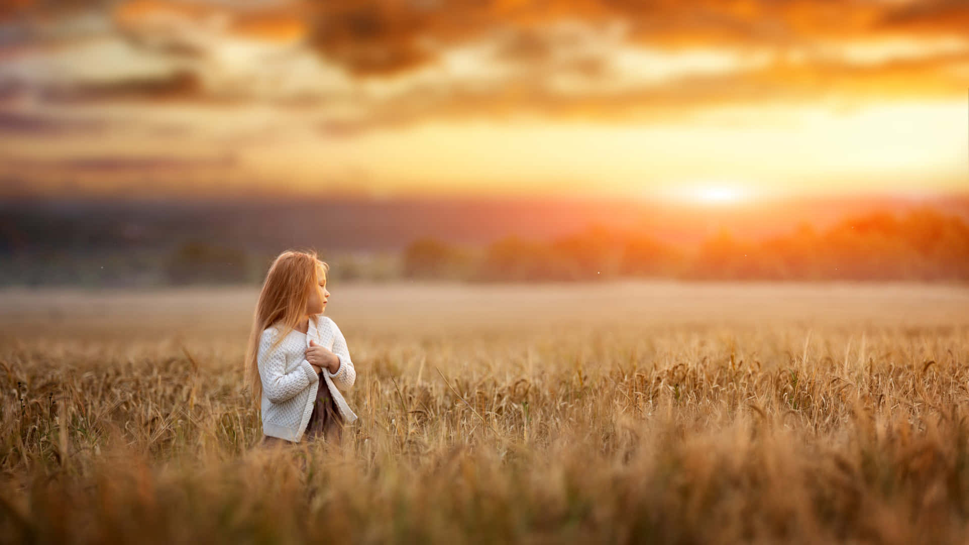 Golden Hour Shallow Photography Background