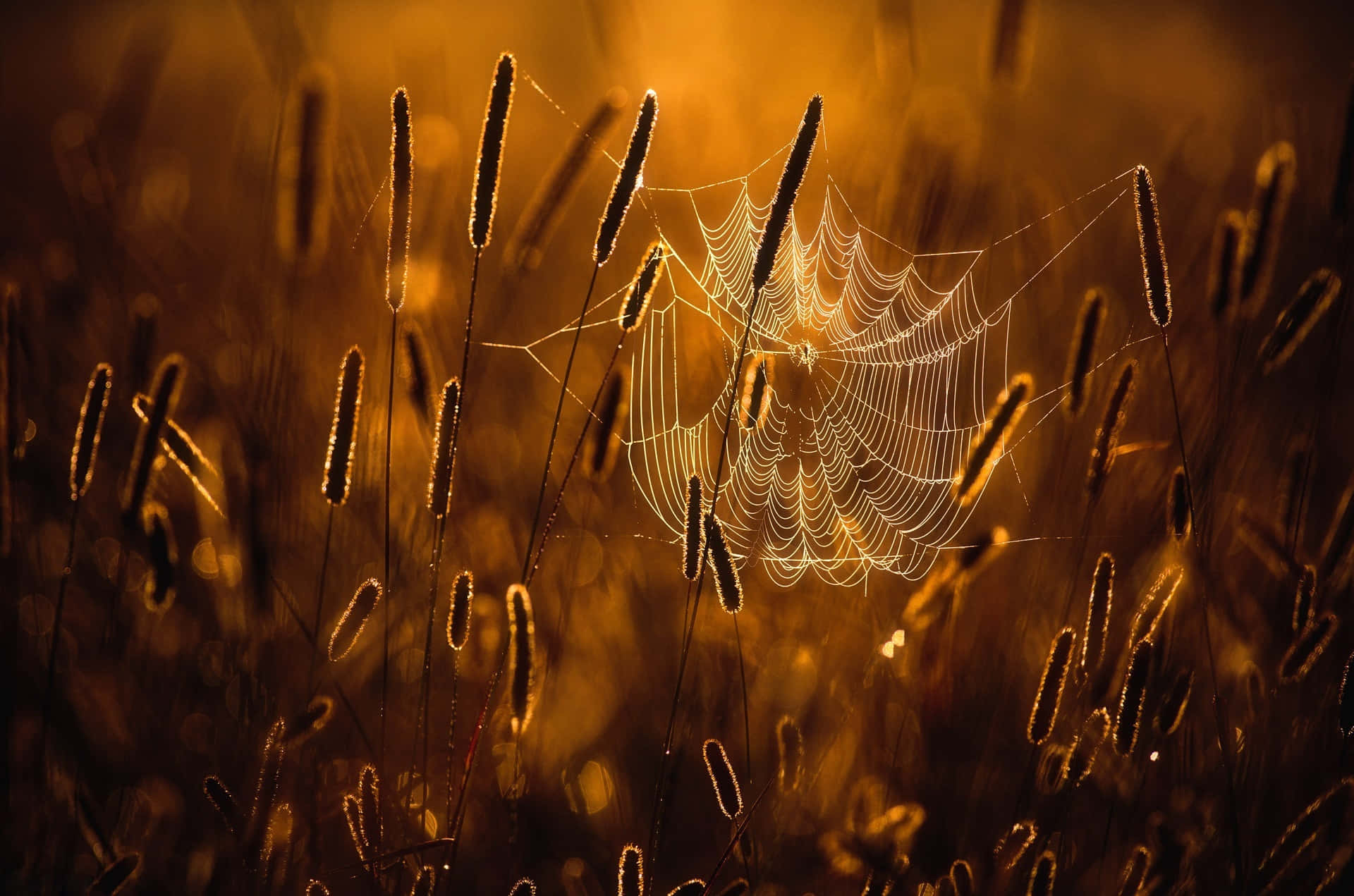 Golden Hour Spider Web Background