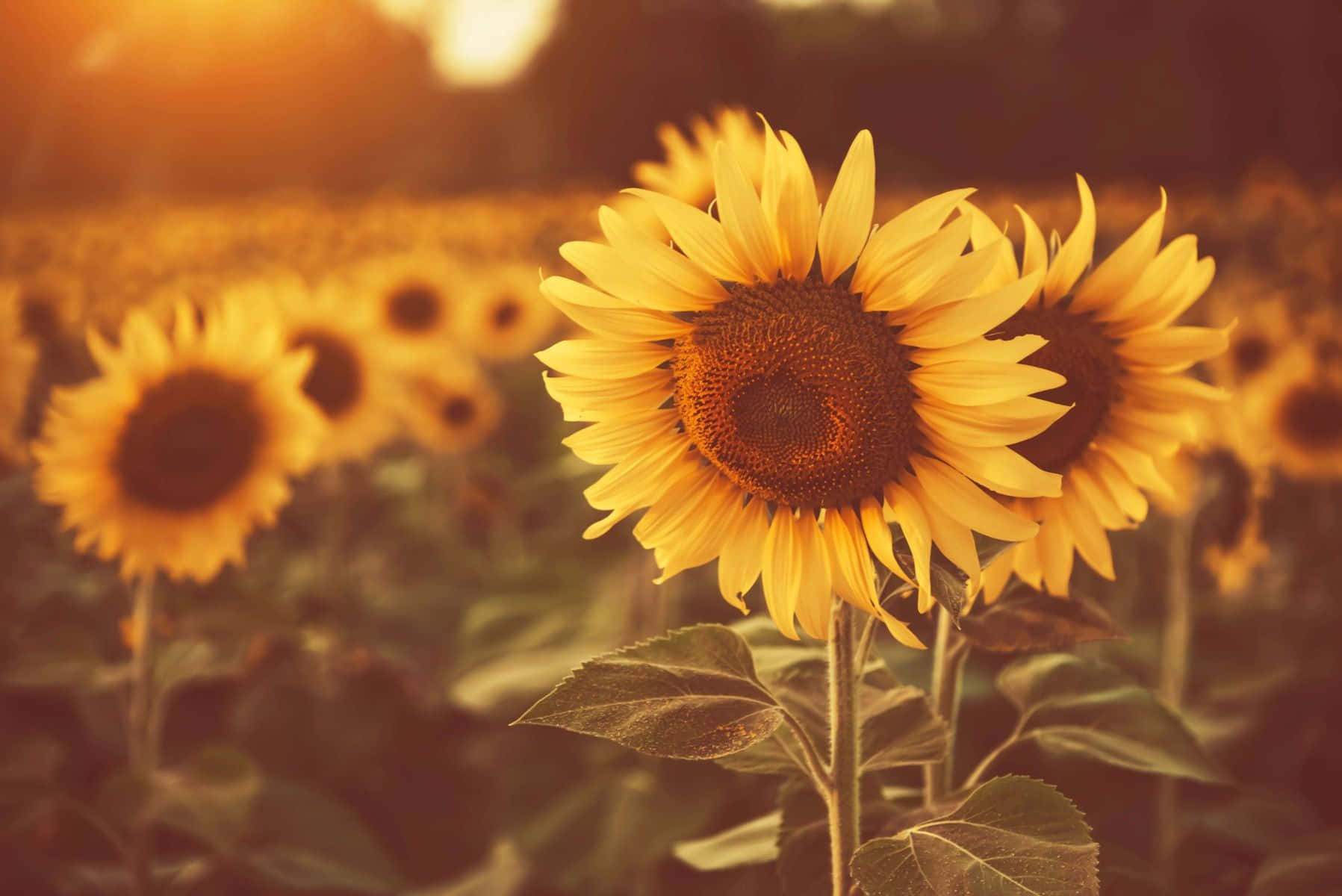 Golden Hour Sunflower Field Background