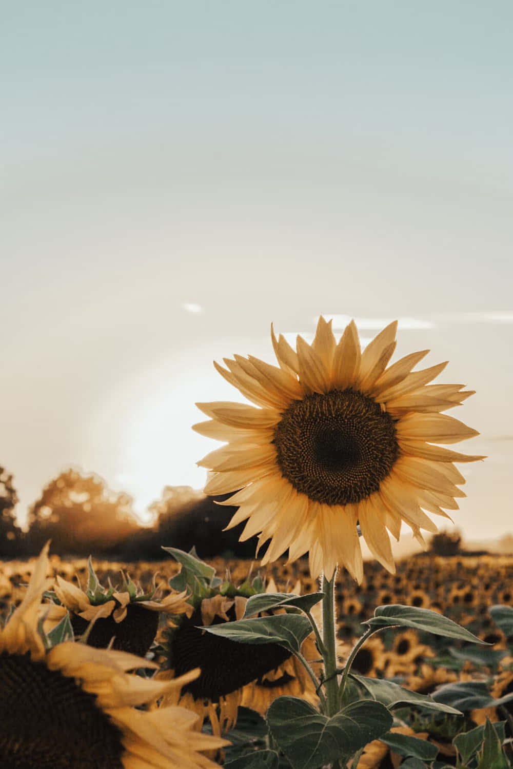 Golden Hour Sunflower Field Background