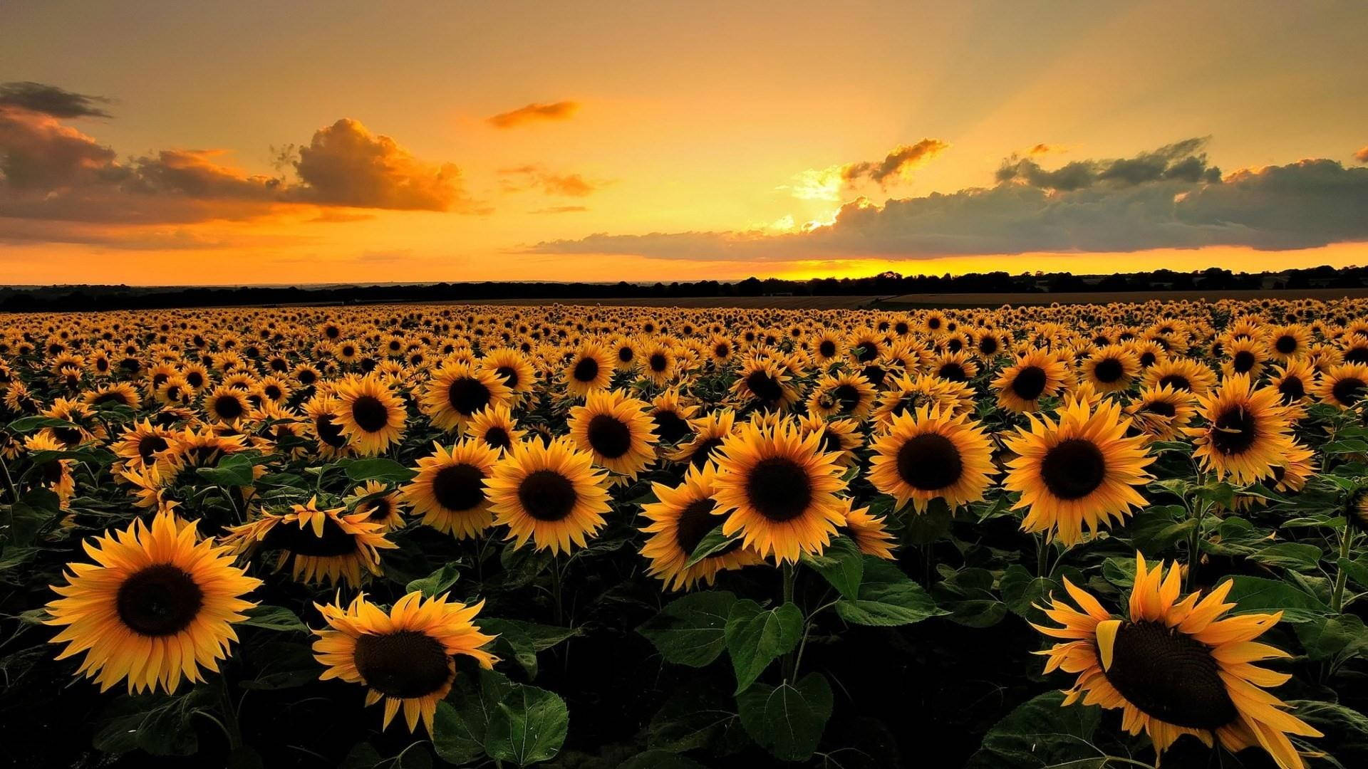 Golden Hour Sunflower Laptop Background