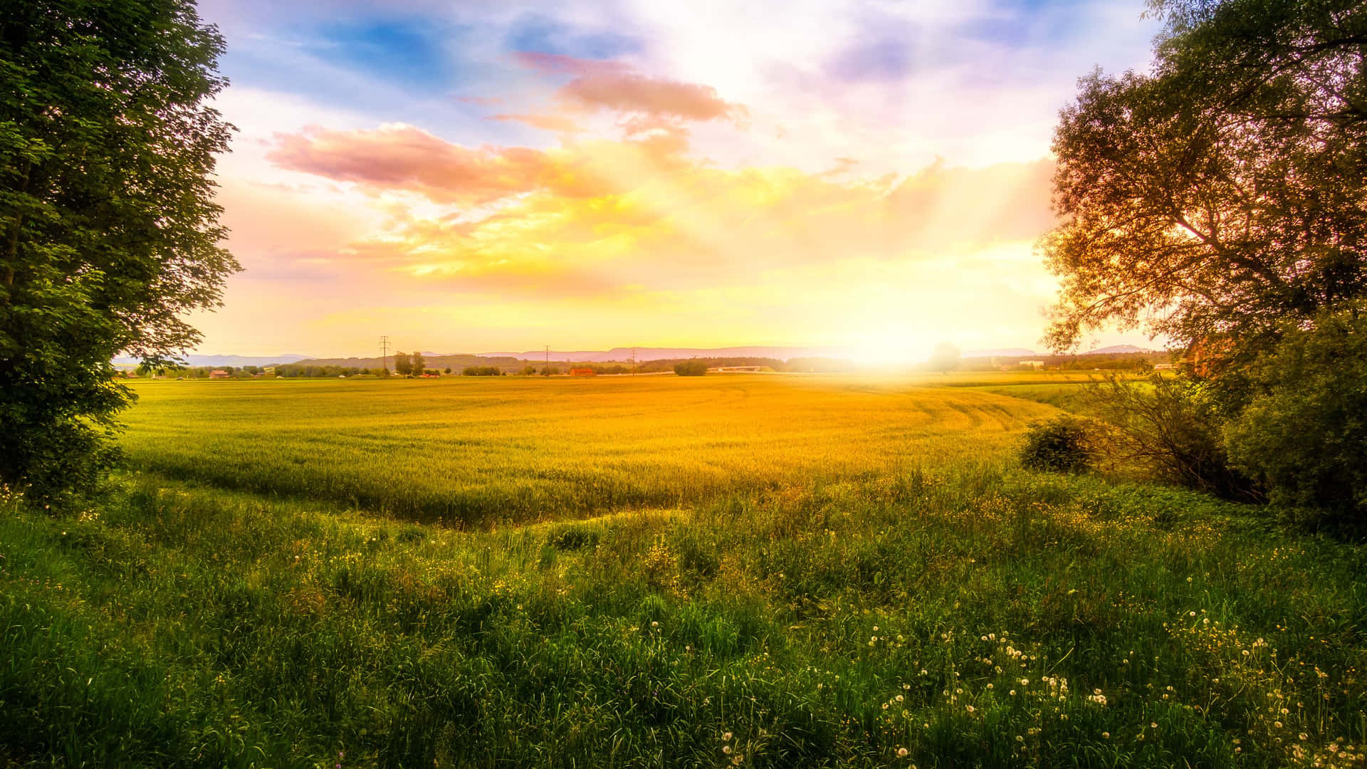 Golden Hour Sunrise Over Fields.jpg