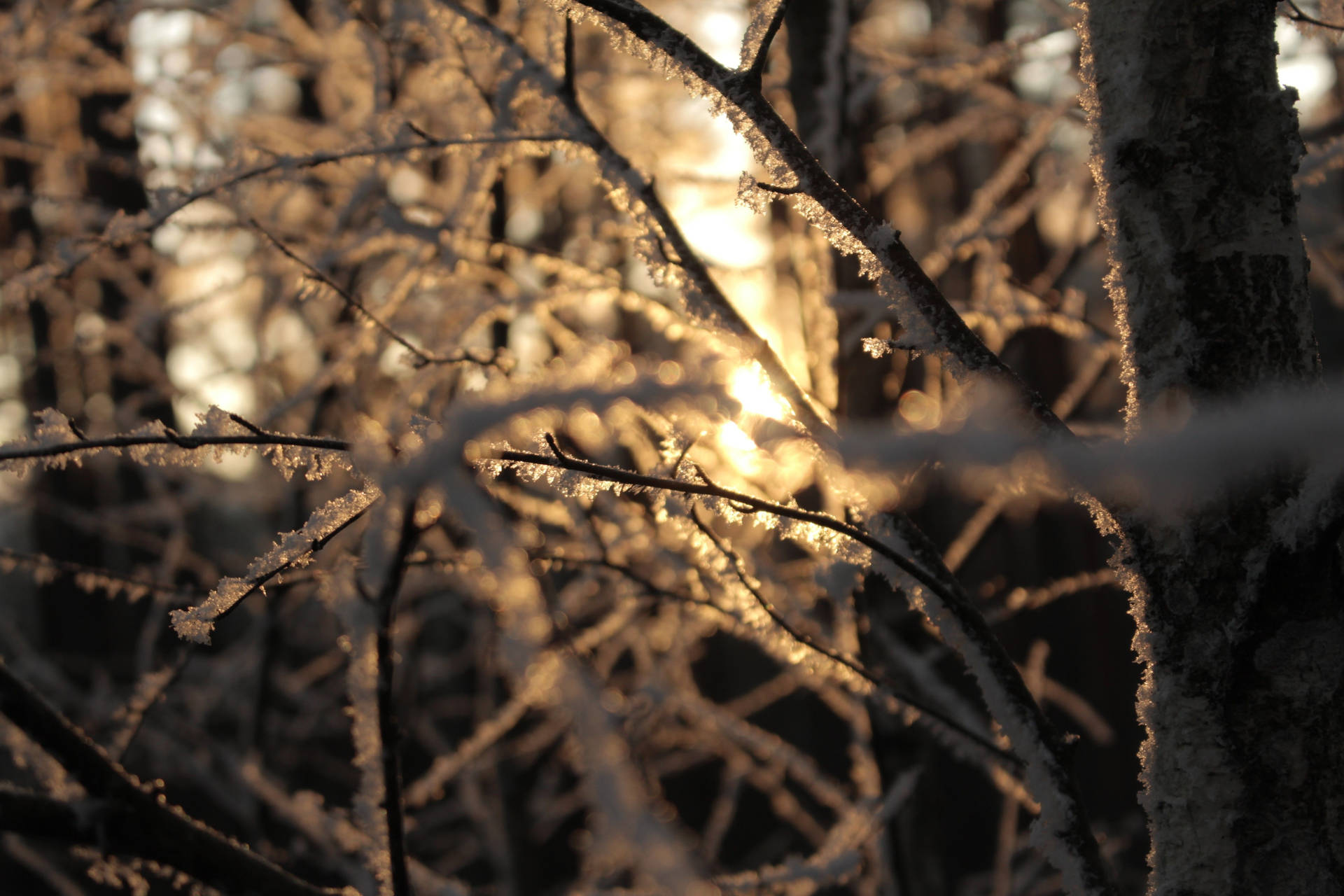 Golden Hour Winter Landscape Background