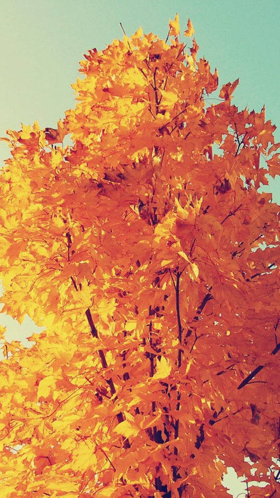Golden Leaves As A Stunning Background For Iphone