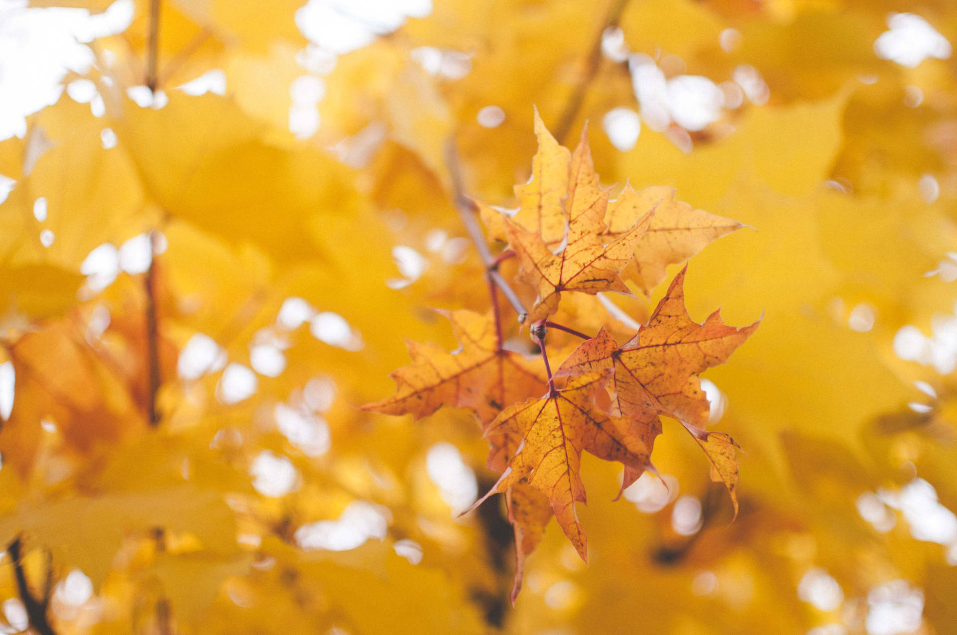 Golden Maples Leaves