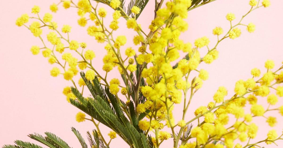 Golden Mimosa Flower Background