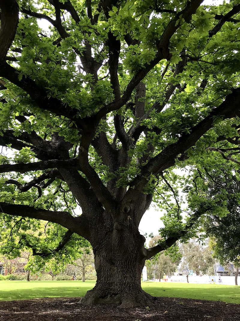 Golden Oak Tree Hd Background