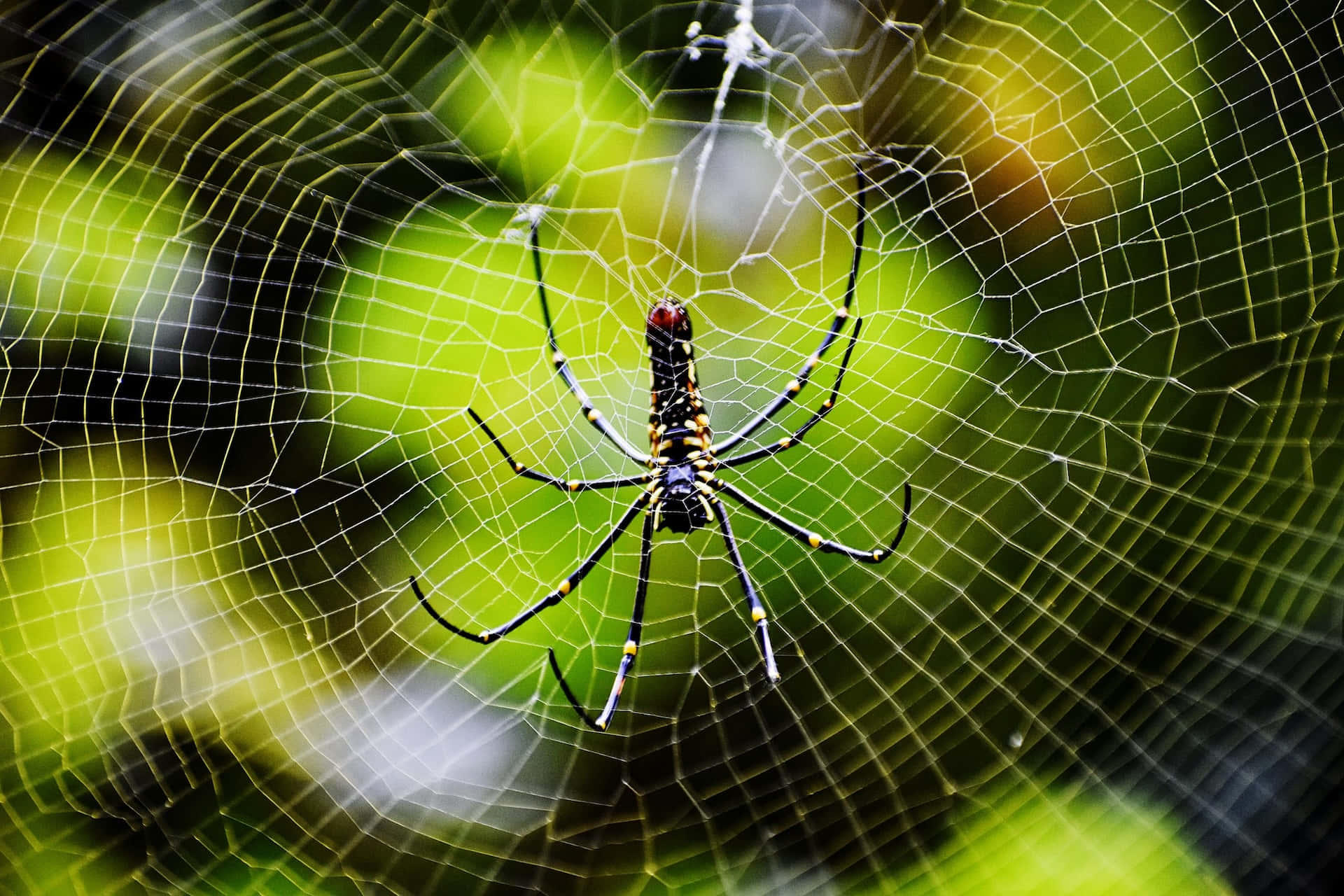 Golden Orb Spideron Web.jpg Background